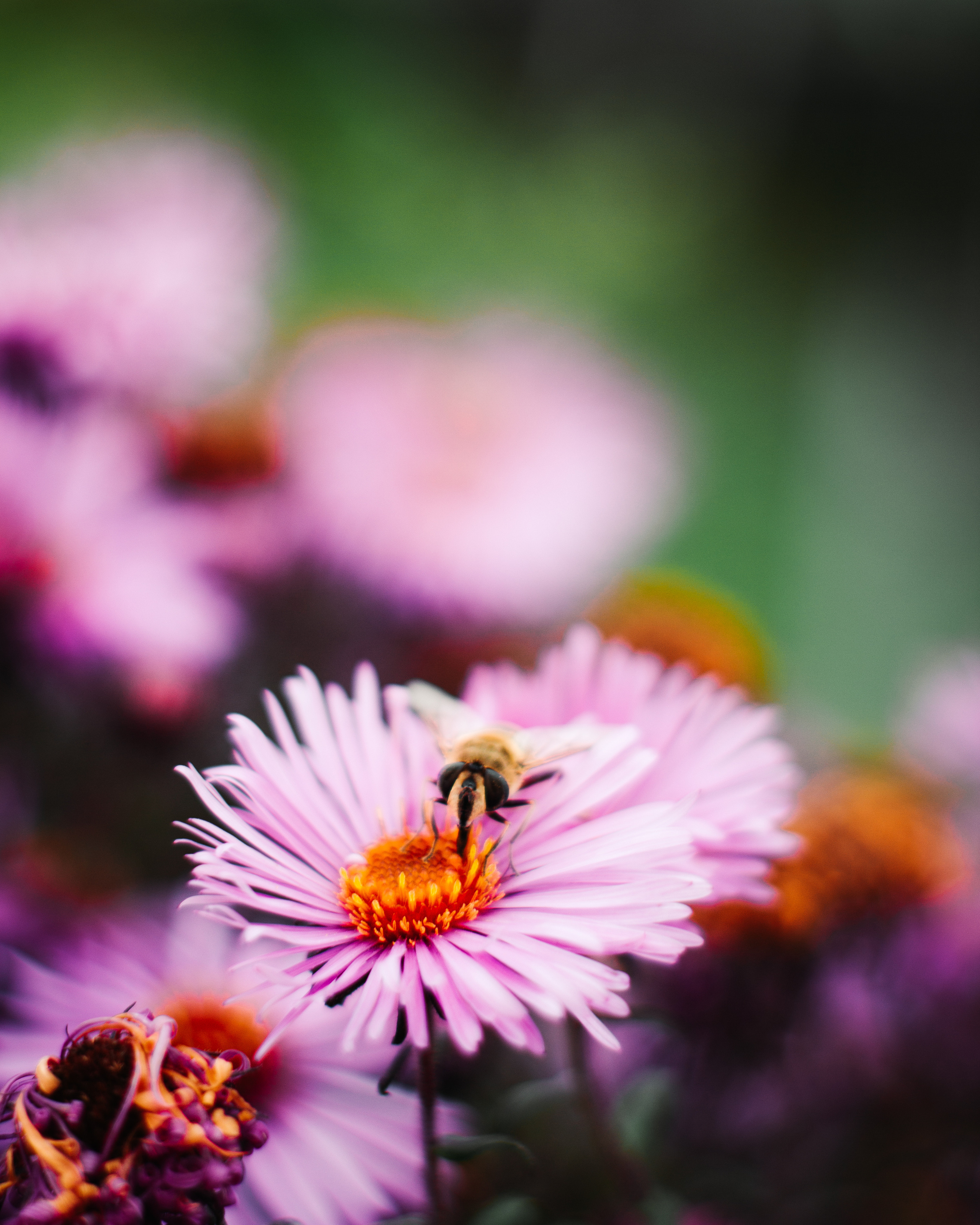 Маленька Україна