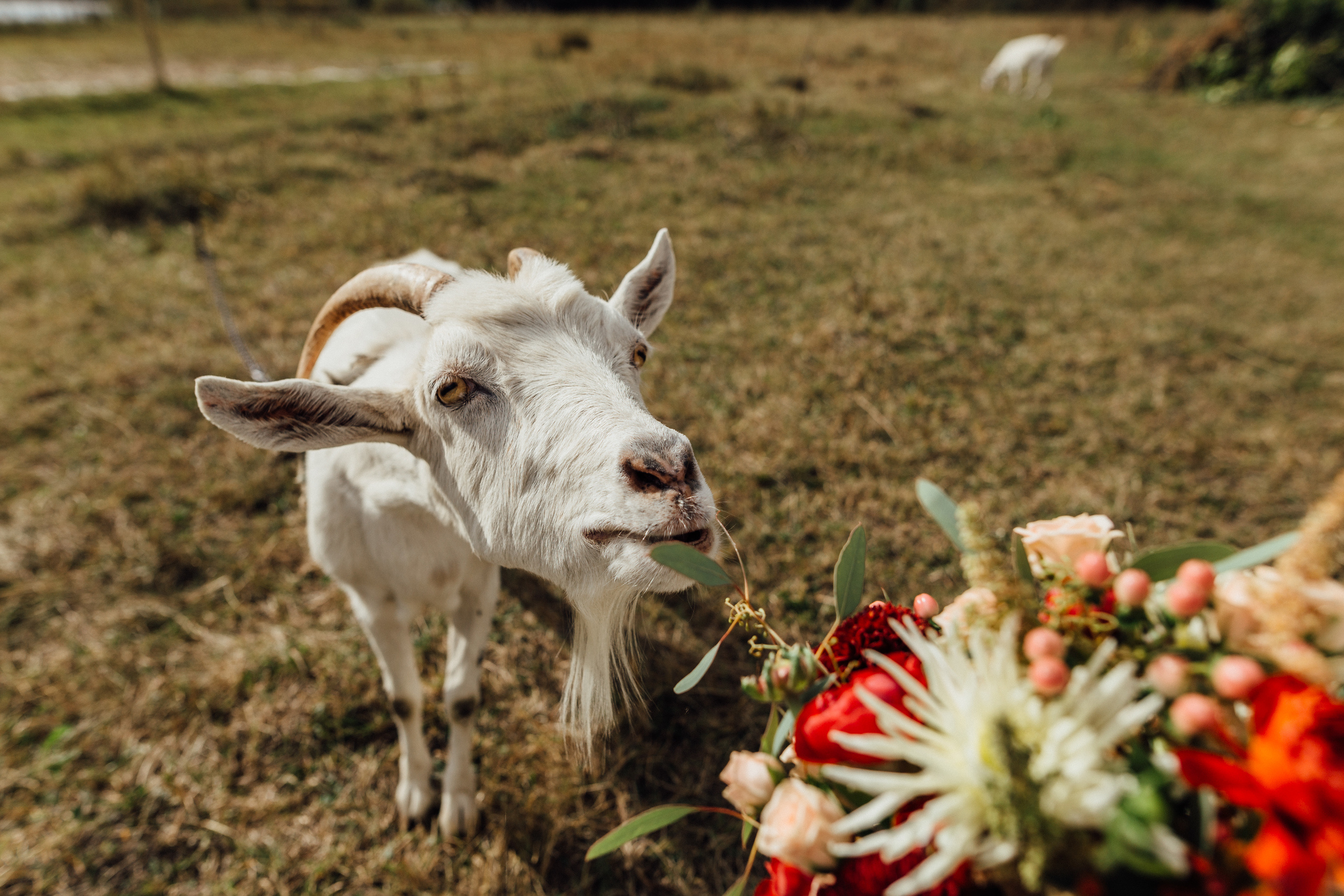Vesta & Zhenya. Свадебный фотограф в Киеве Дубовская Полина
