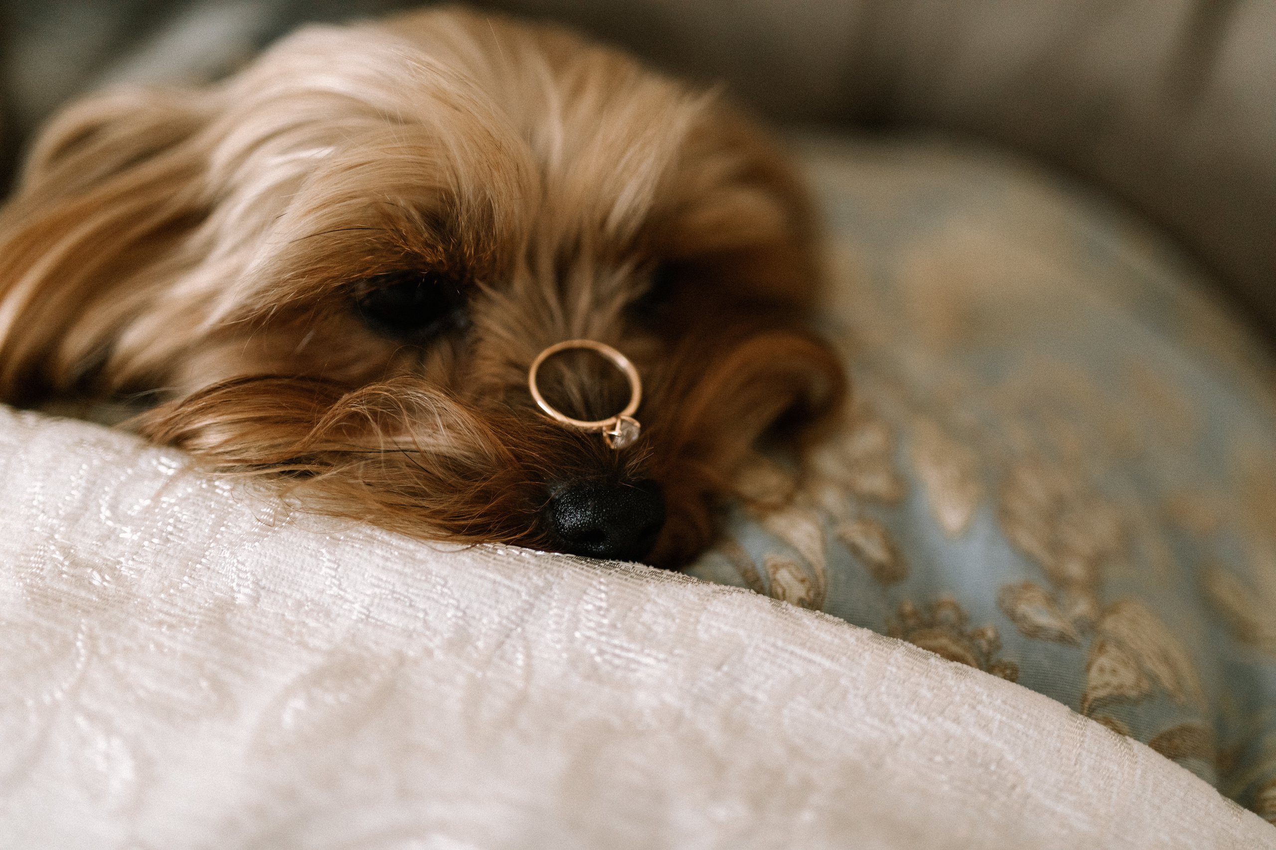 Anna & Zhenya. Свадебный фотограф в Киеве Дубовская Полина