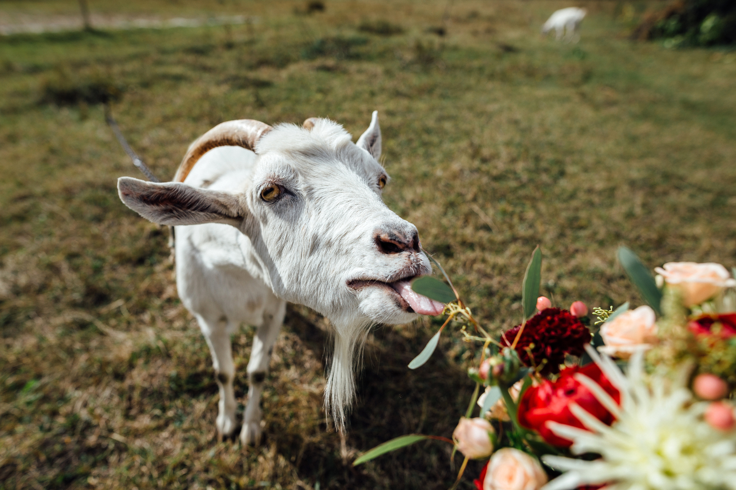 Vesta & Zhenya. Свадебный фотограф в Киеве Дубовская Полина