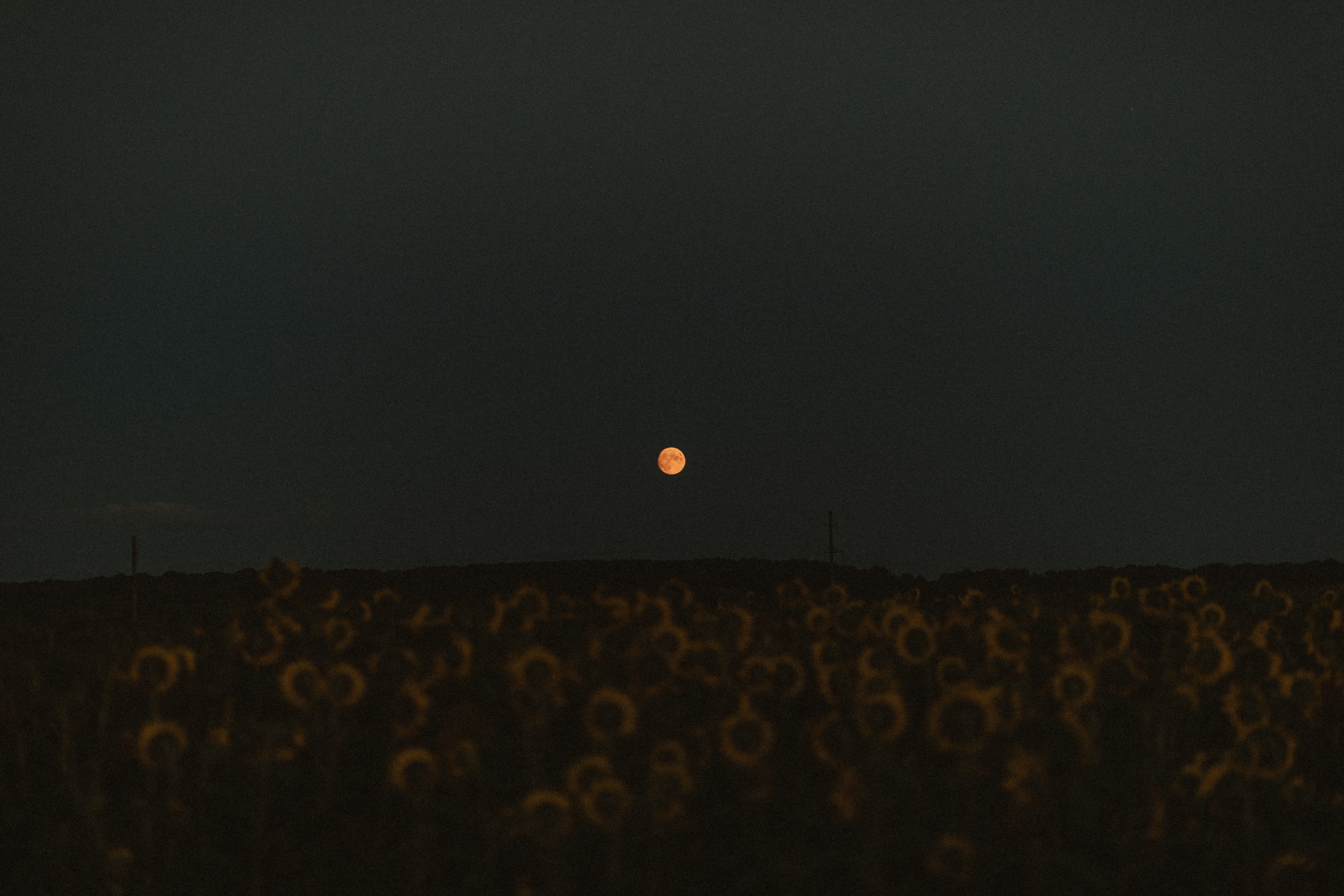 Наше маленькое чудо…. Свадебный фотограф в Киеве Дубовская Полина