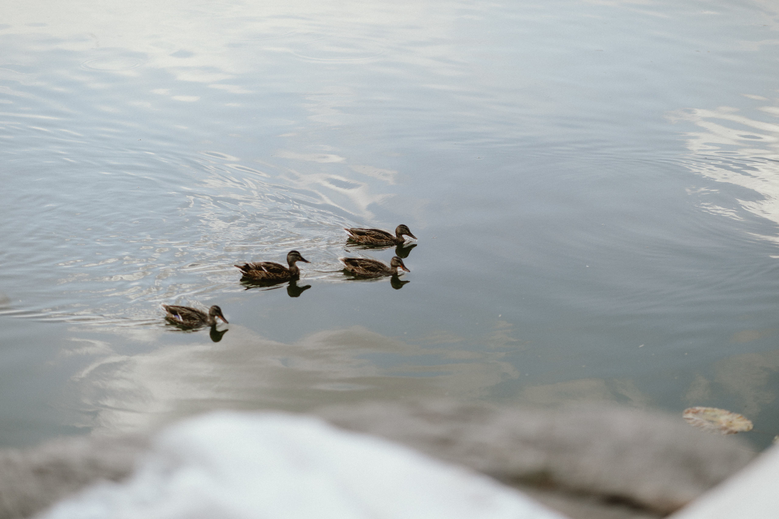 Julia & Vadim. Свадебный фотограф в Киеве Дубовская Полина