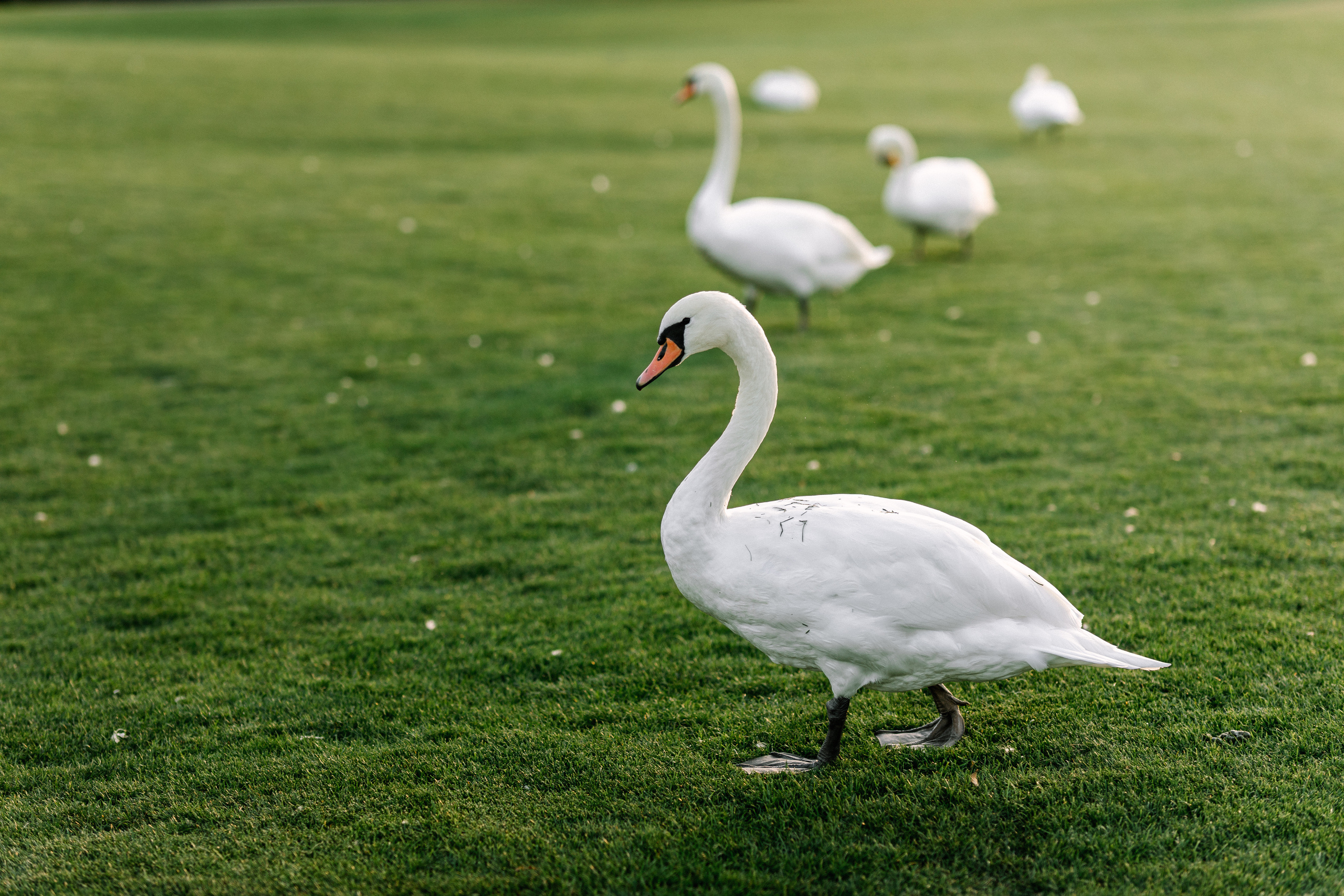 Anna & Zhenya. Свадебный фотограф в Киеве Дубовская Полина