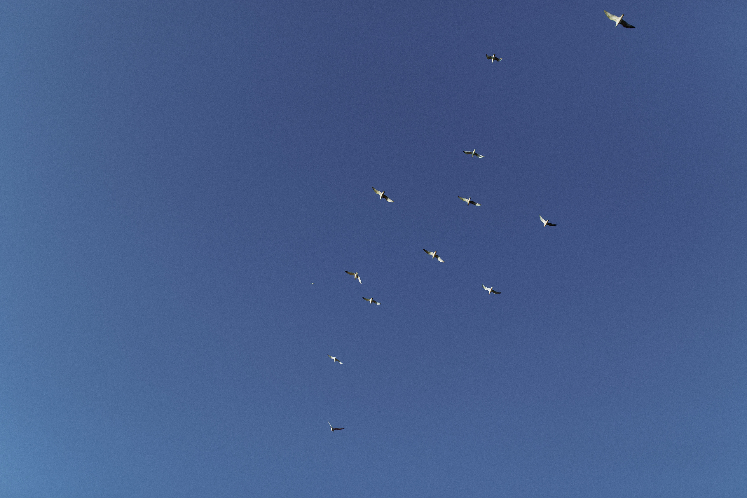 Fima & Vlada. Свадебный фотограф в Киеве Дубовская Полина