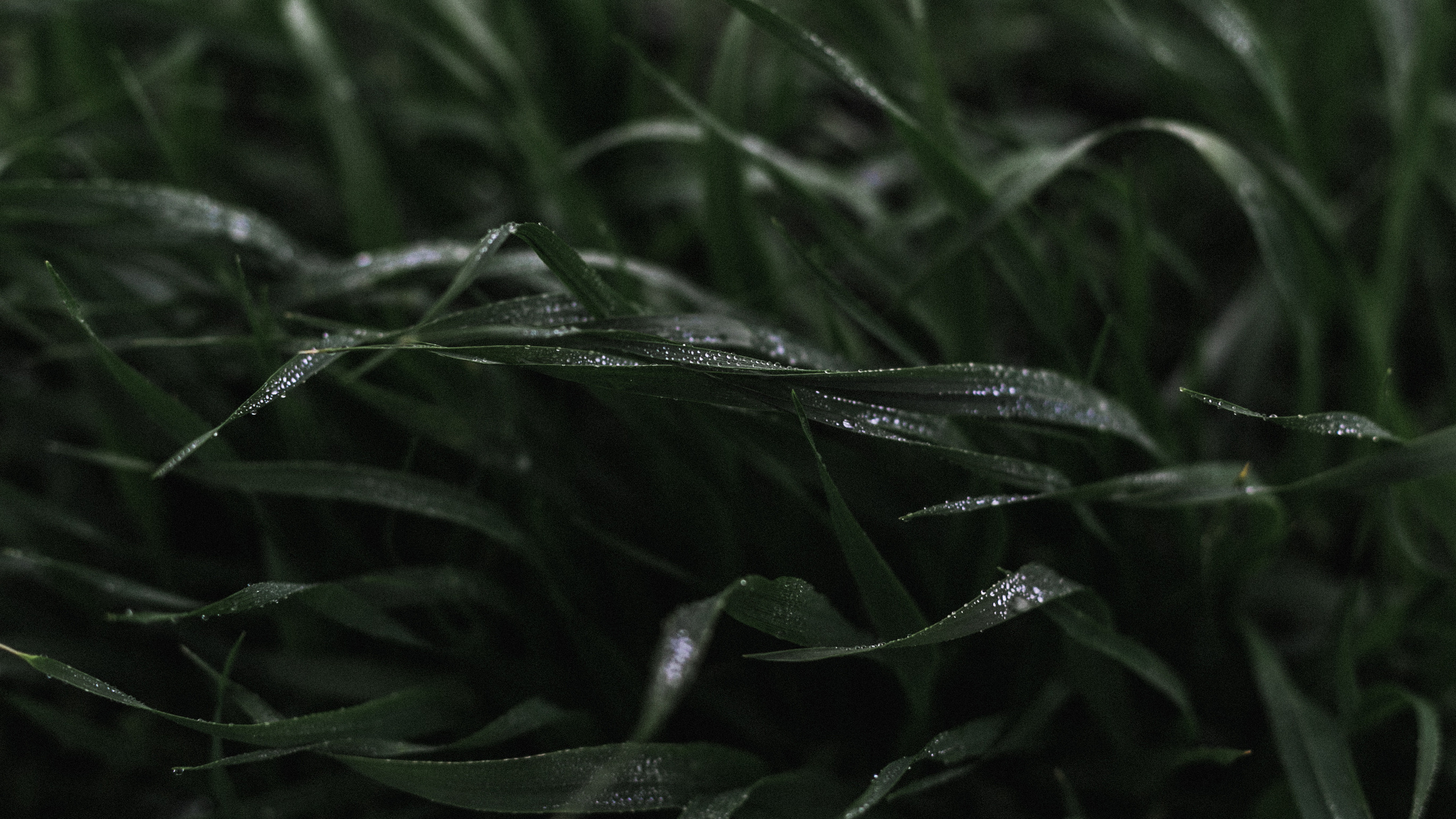 Conceptual. Julia Sonata. Berlin