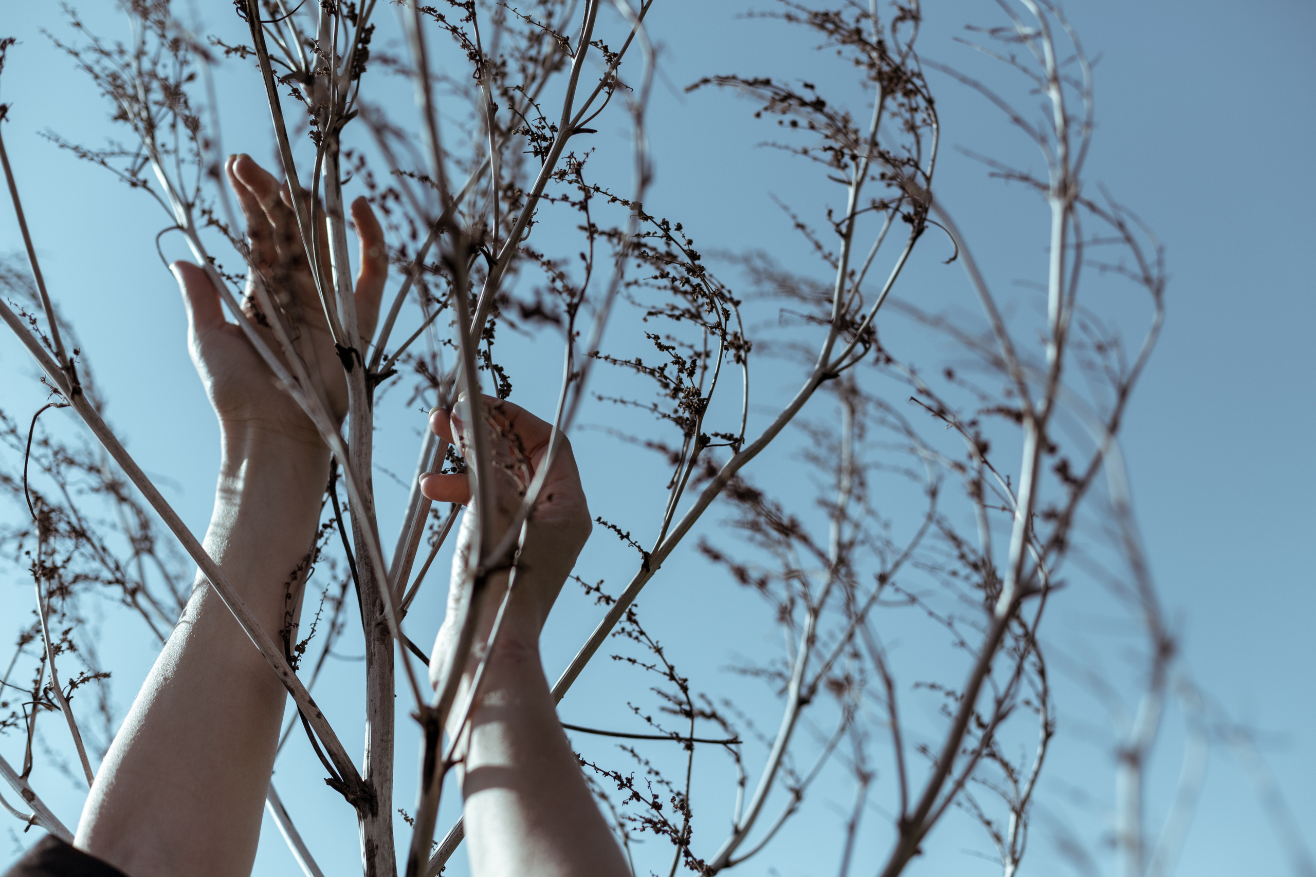 Conceptual. Julia Sonata. Berlin