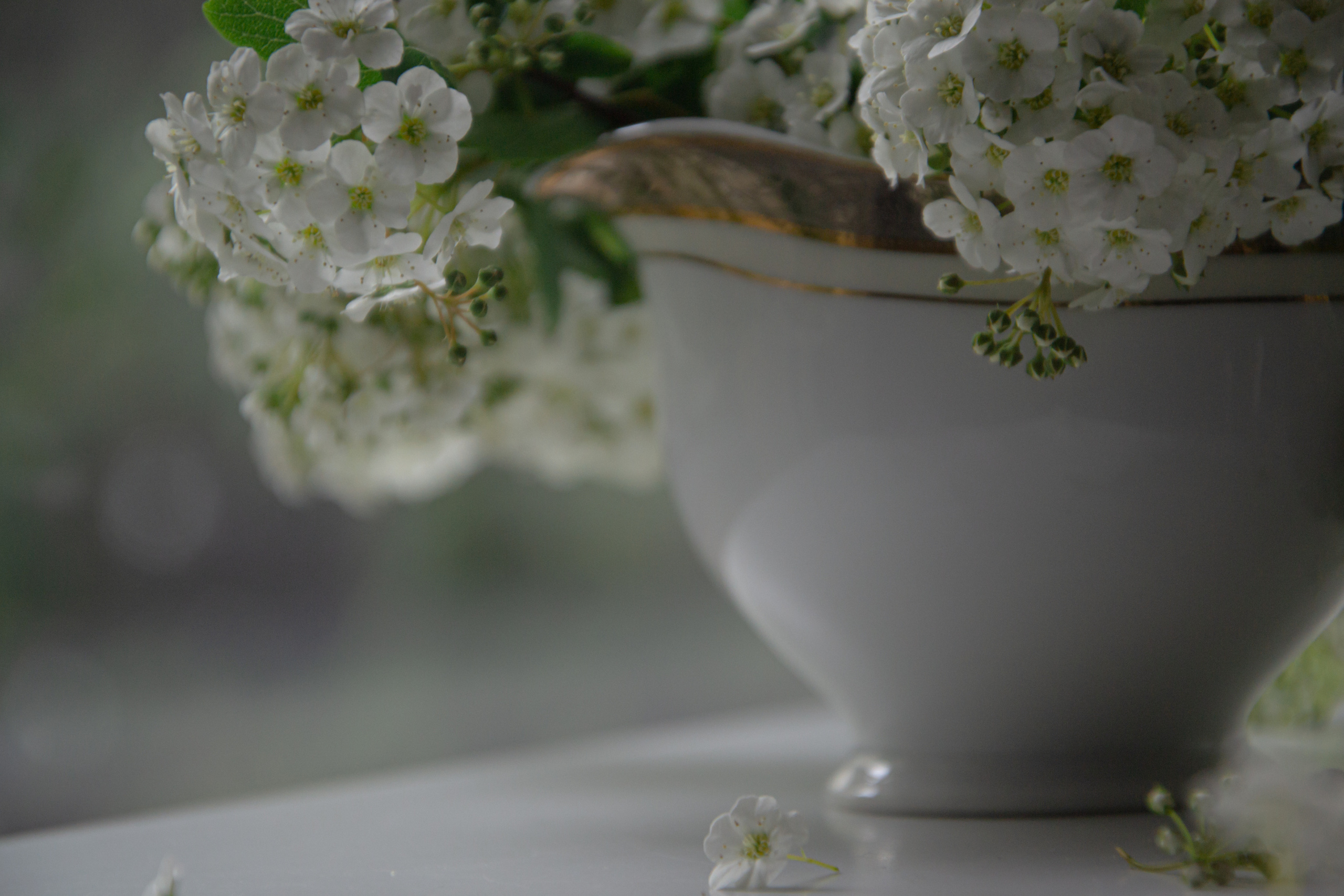 Still life. My name is Irina I am a family and portrait photographer