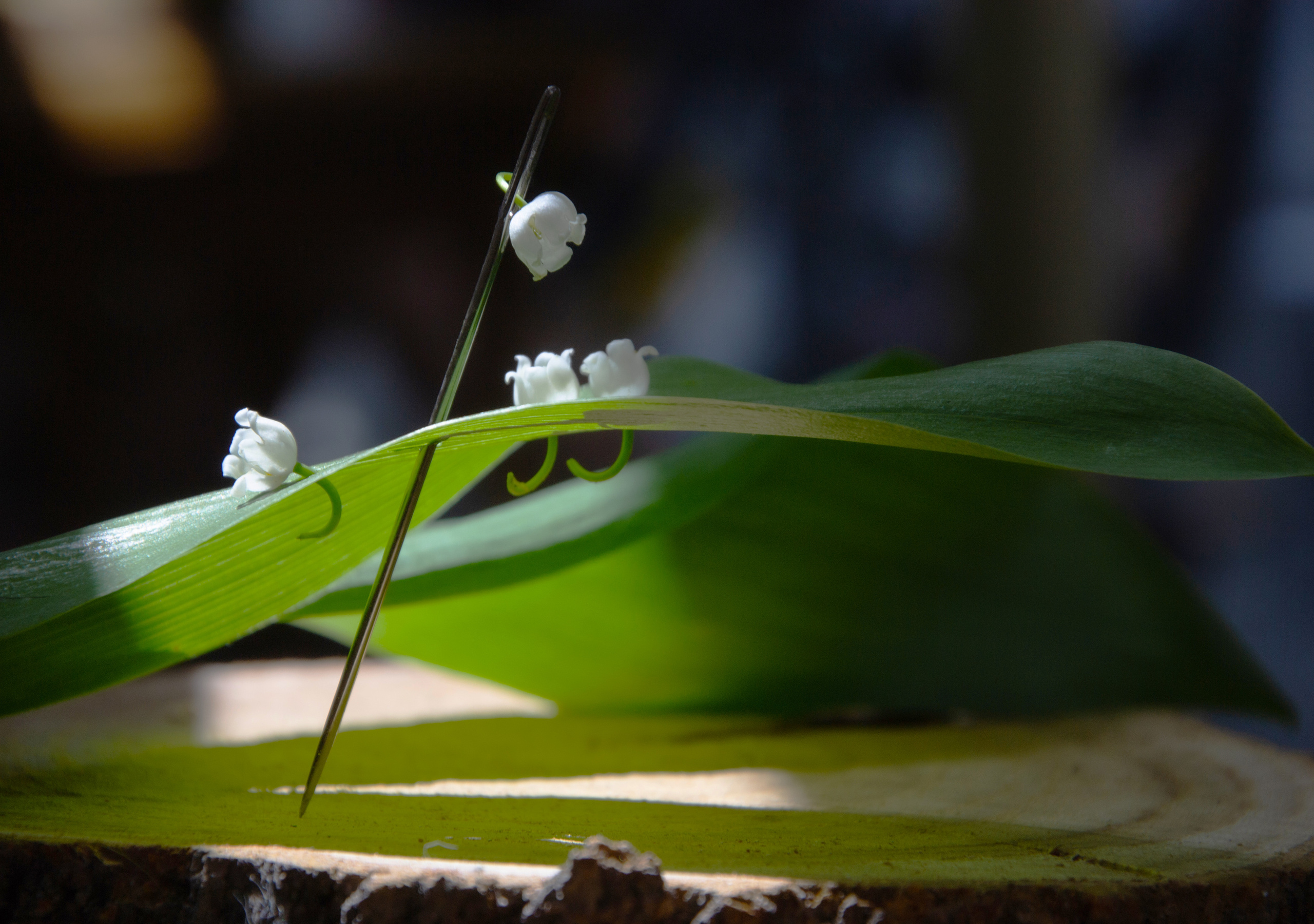 Still life. My name is Irina I am a family and portrait photographer