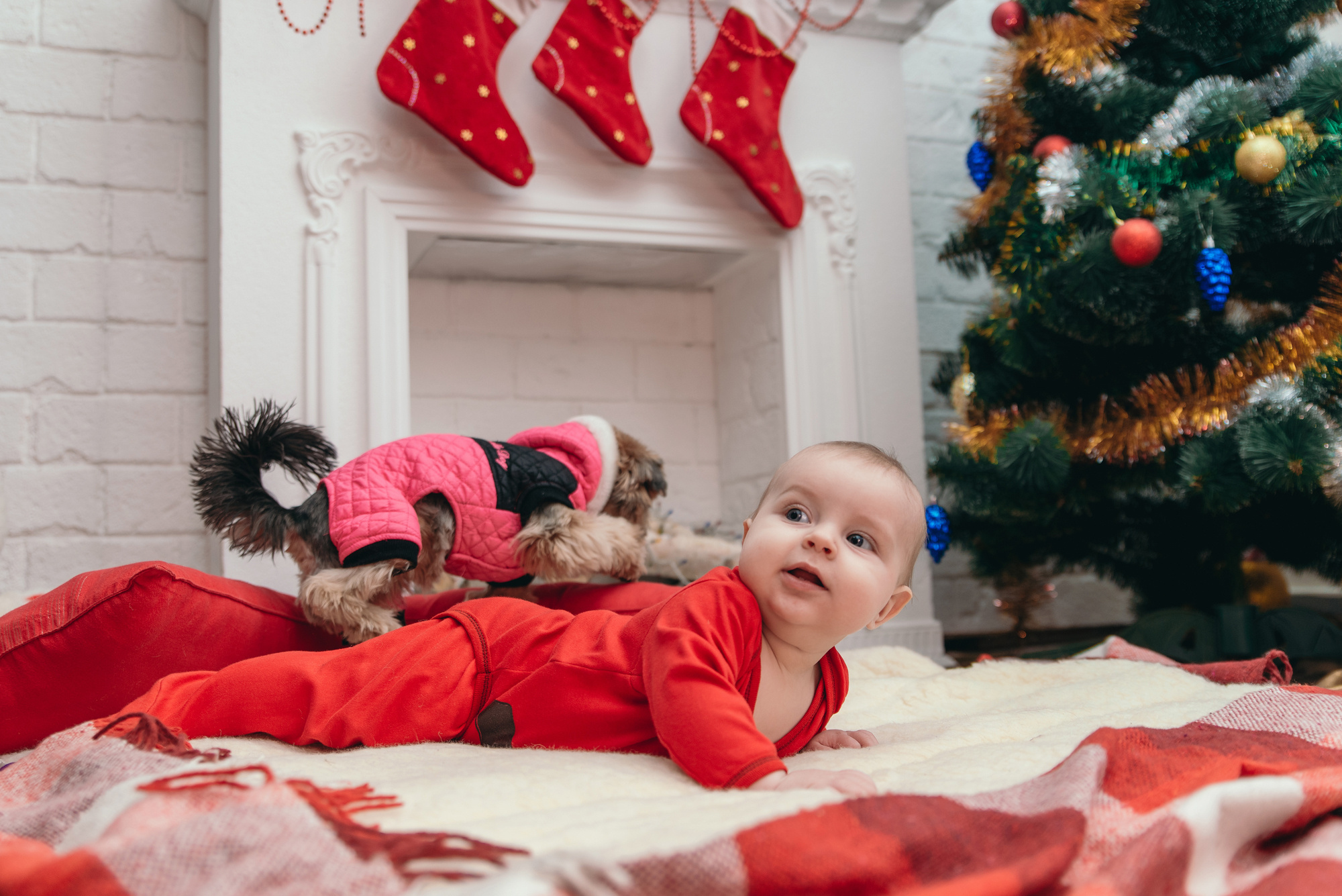 Сімейна, новорічна. Photographer Shepetivka, all over Ukraine, Dzekan Denys!