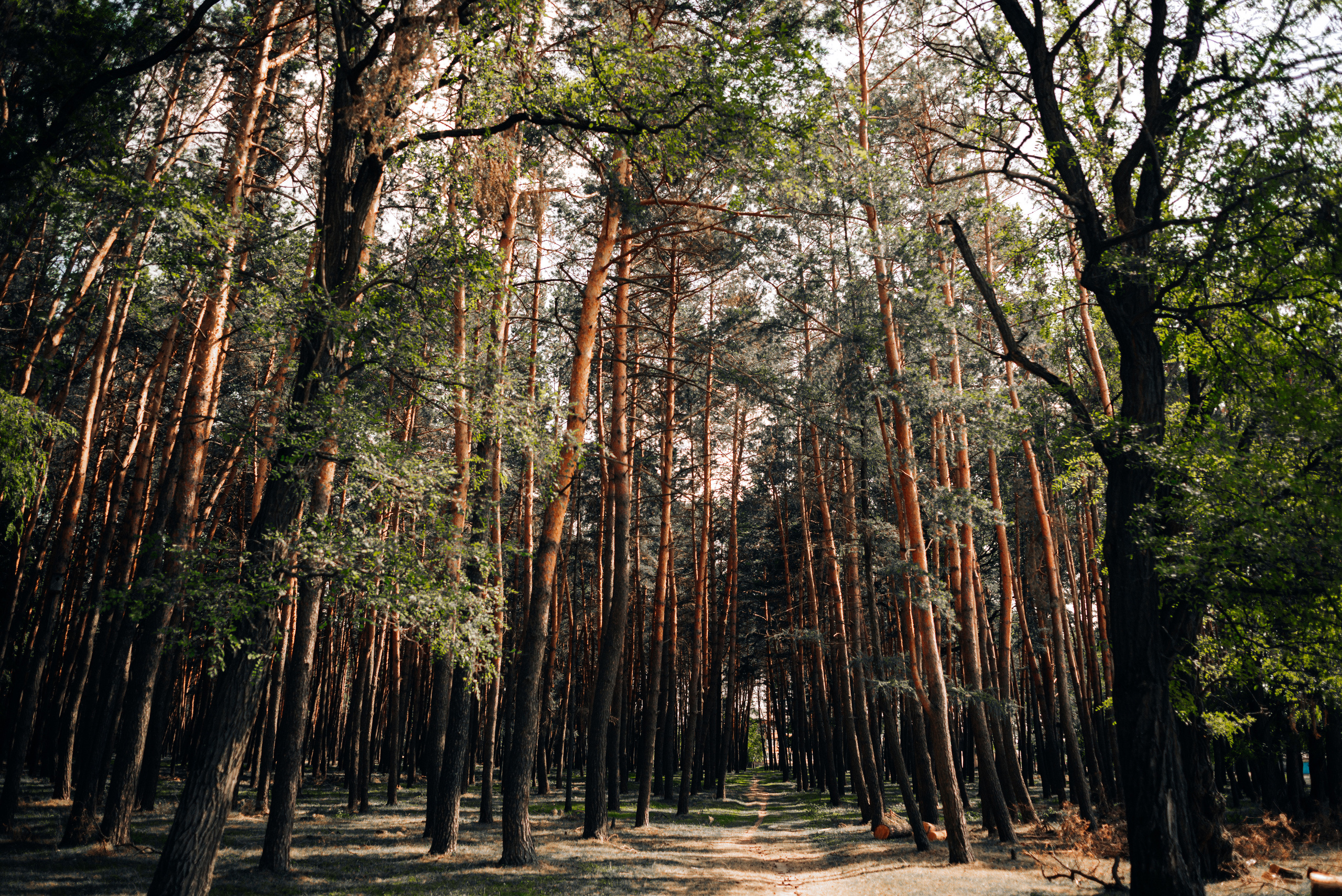 Павло & Яна. Шепетівка, Околиця 23 липня 2020. Photographer Shepetivka, all over Ukraine, Dzekan Denys!