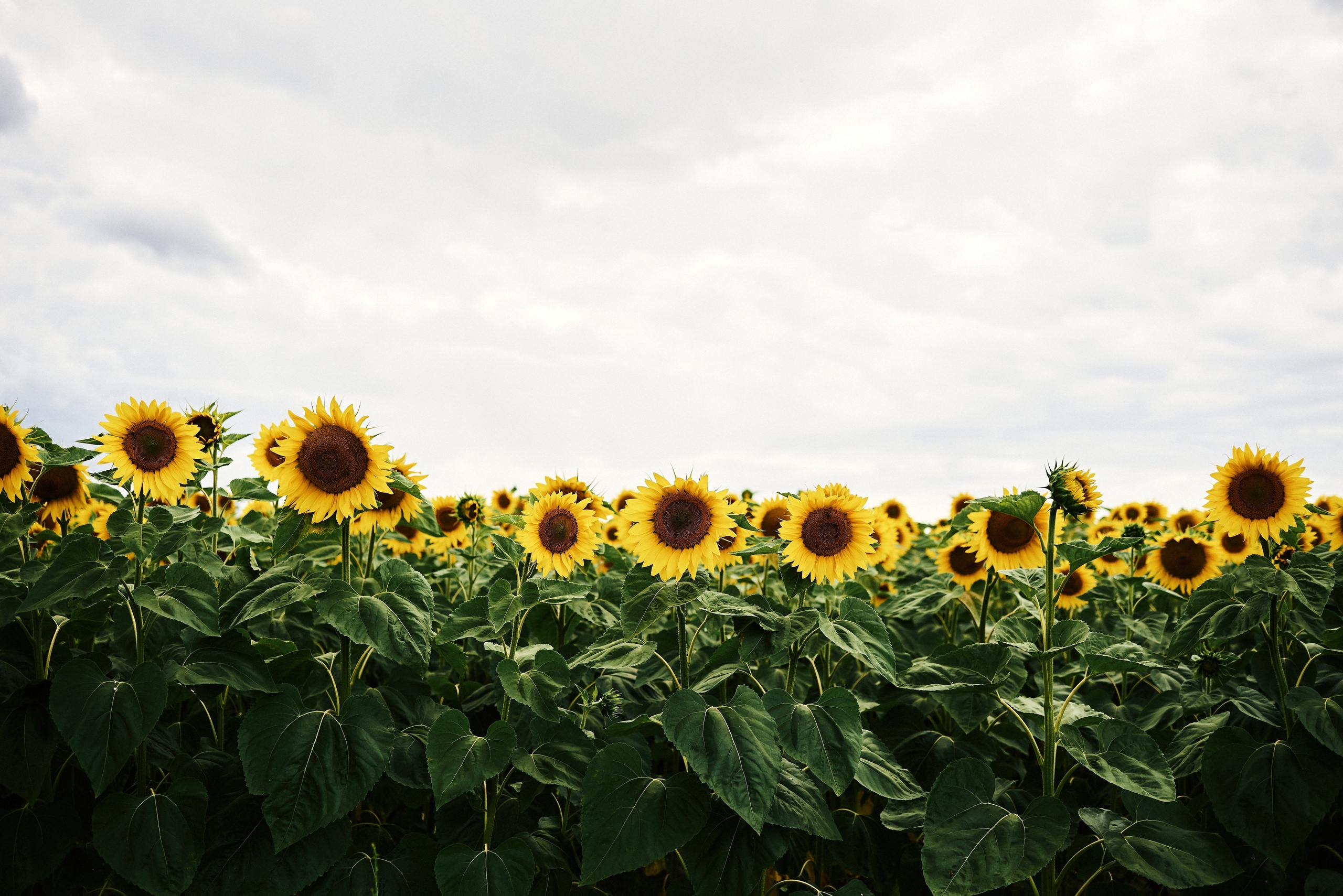 Діма & Вікторія. Дозйомка, Славута, Нетішин. Photographer Shepetivka, all over Ukraine, Dzekan Denys!