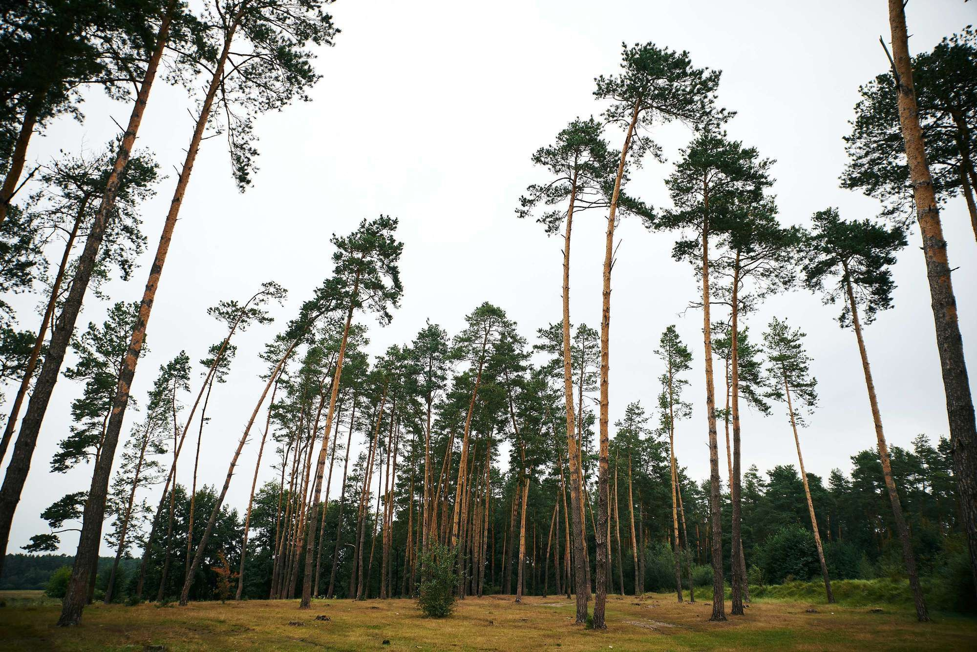 Максим & Маріна, фотограф шепетовка, фотограф пліщин, весільне плаття,. Фотограф Шепетівка, вся Україна, Дзекан Денис!