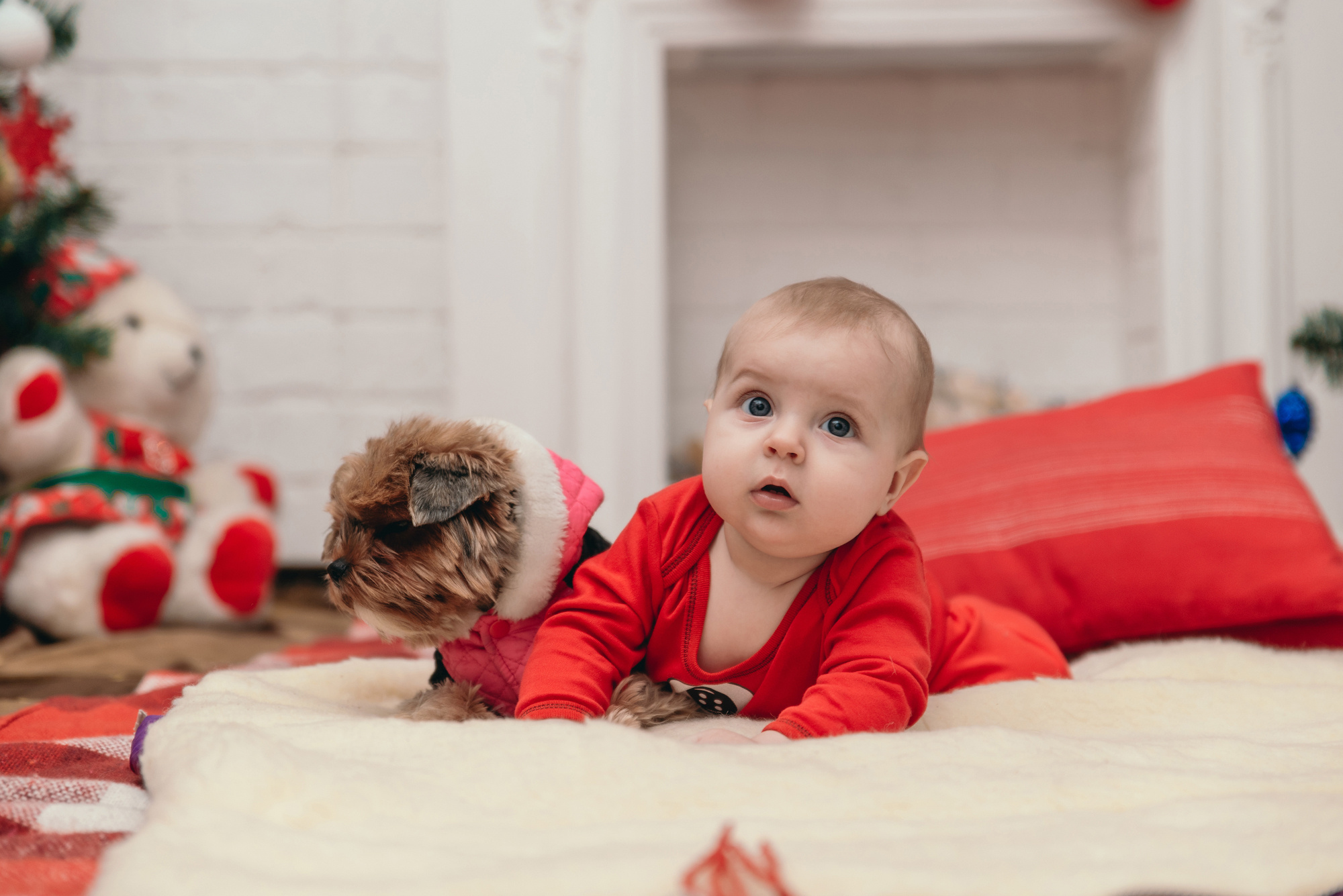 Сімейна, новорічна. Photographer Shepetivka, all over Ukraine, Dzekan Denys!