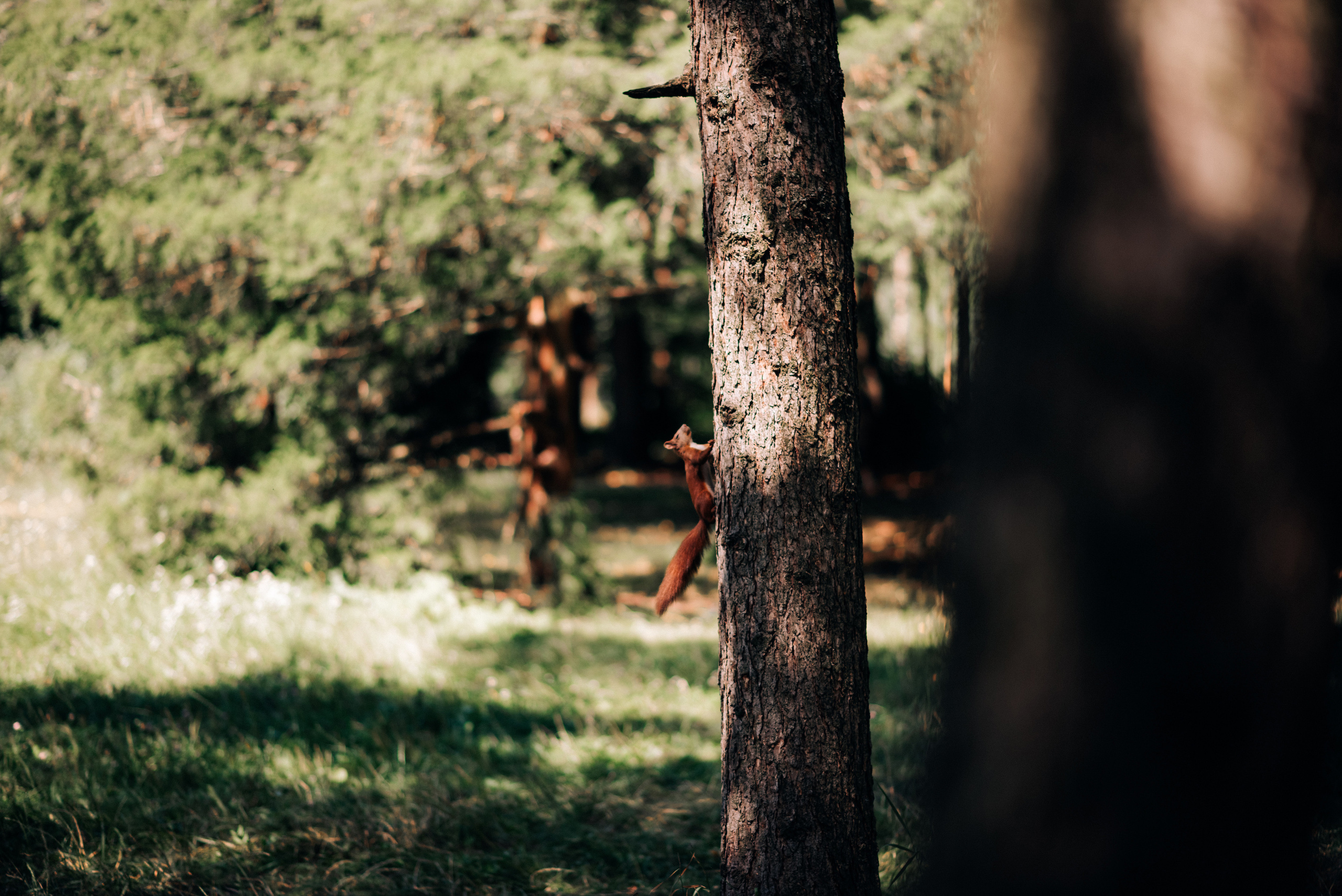 Олексій та Світлана. 8.08.2020. фотограф весілля Хмельницький. Фотограф Шепетівка, вся Україна, Дзекан Денис!