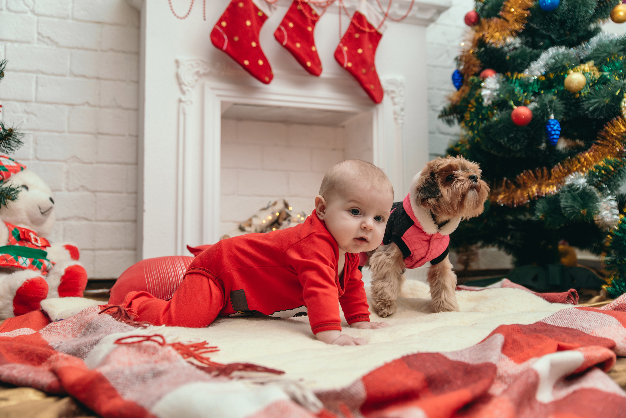 Сімейна, новорічна. Photographer Shepetivka, all over Ukraine, Dzekan Denys!