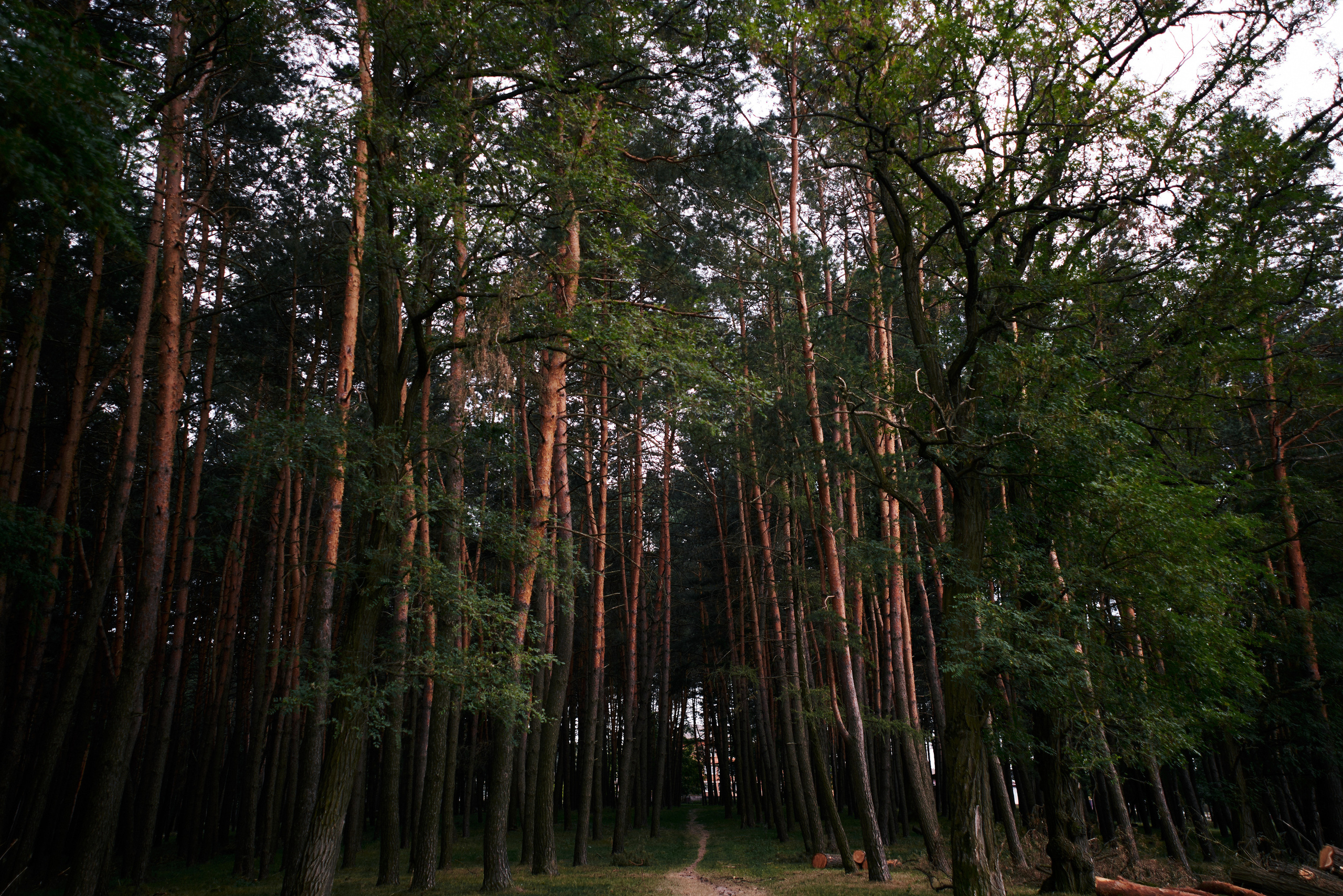 Сімейна прогулянка в сосновому лісі. Photographer Shepetivka, all over Ukraine, Dzekan Denys!