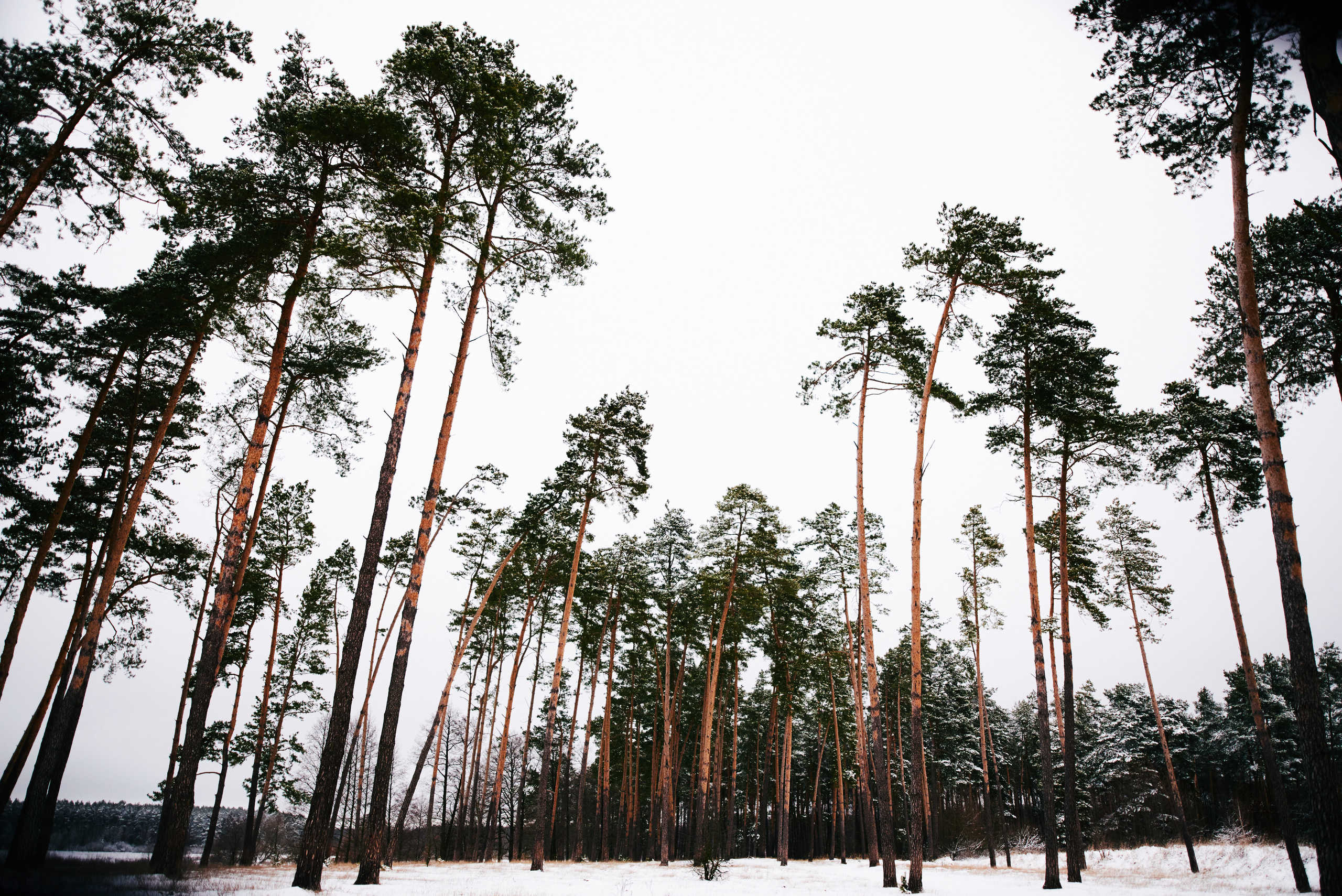 Віталік & Яна, Шепетівка, Околиця. Photographer Shepetivka, all over Ukraine, Dzekan Denys!