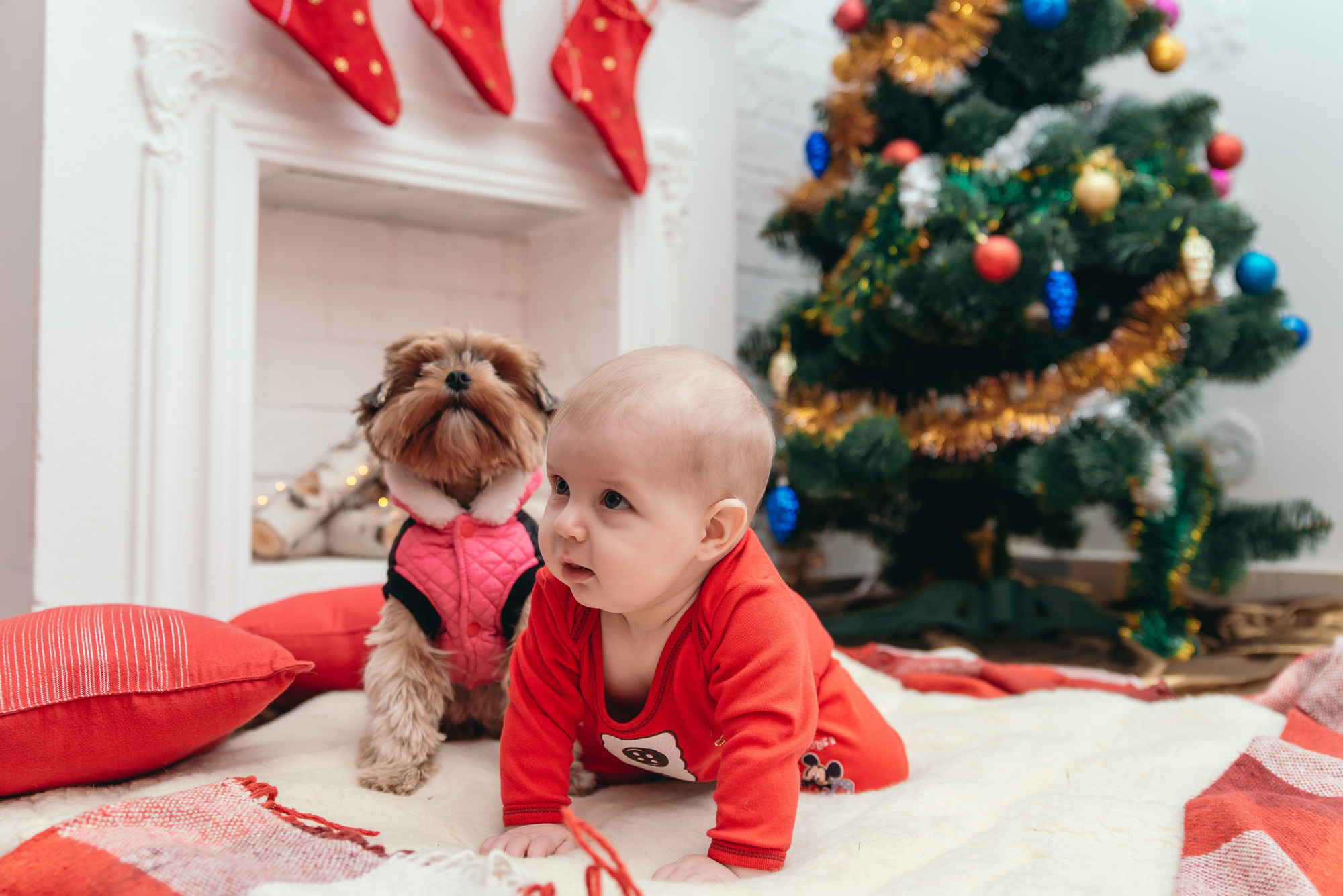 Сімейна, новорічна. Photographer Shepetivka, all over Ukraine, Dzekan Denys!