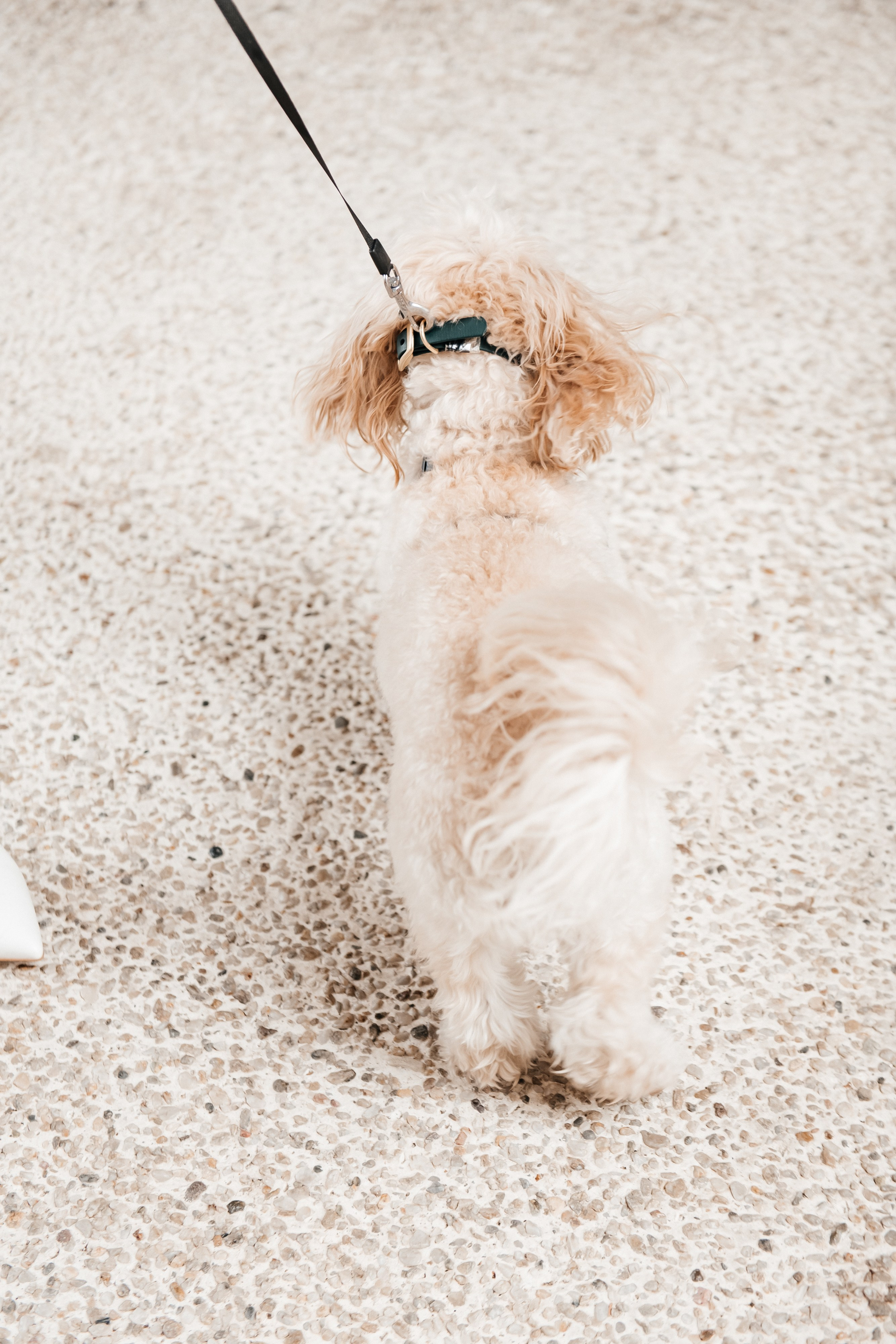 Dmitriy & Albina. Alla Podolnaya Photographer