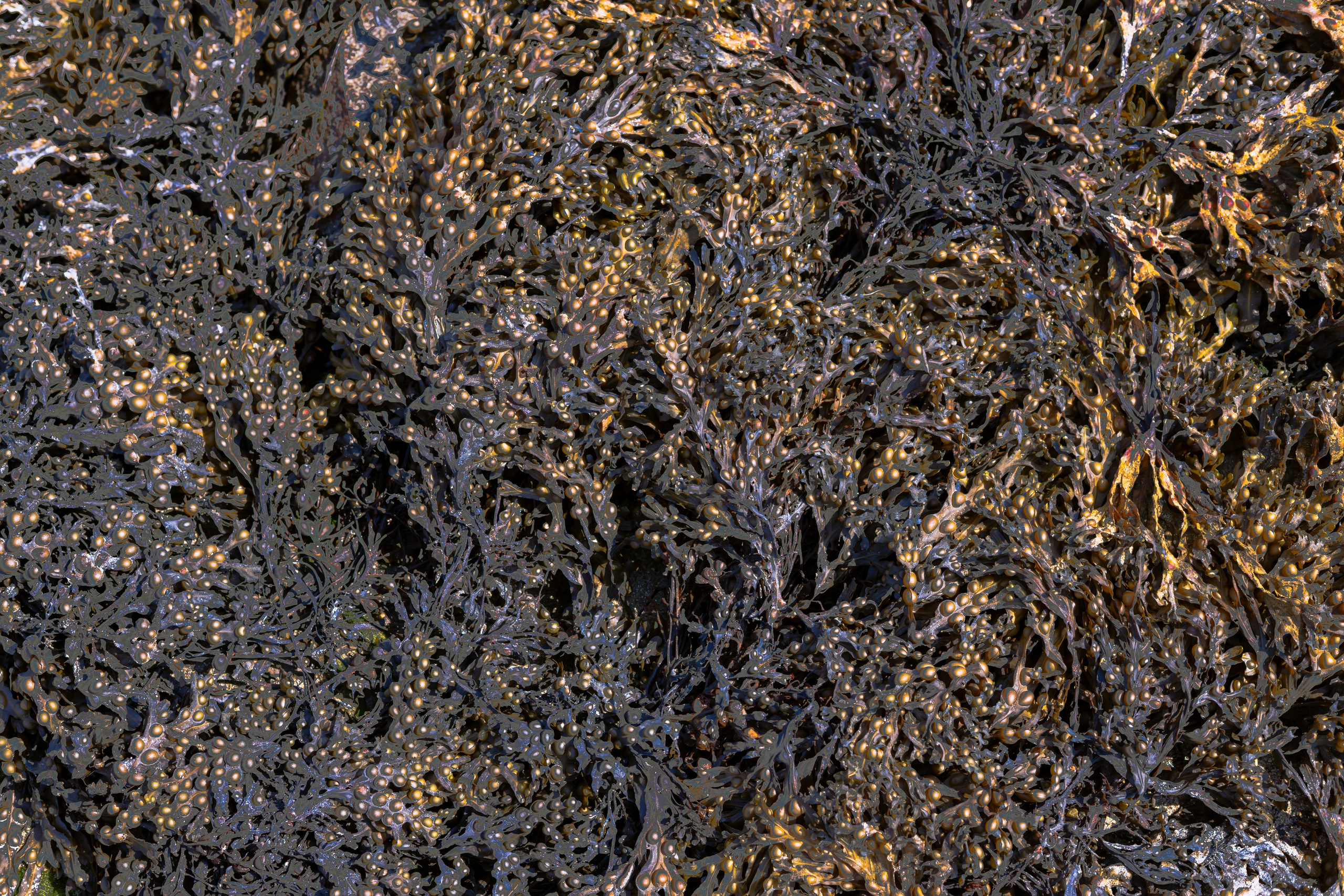 Sherkin Island. Sergey Kior