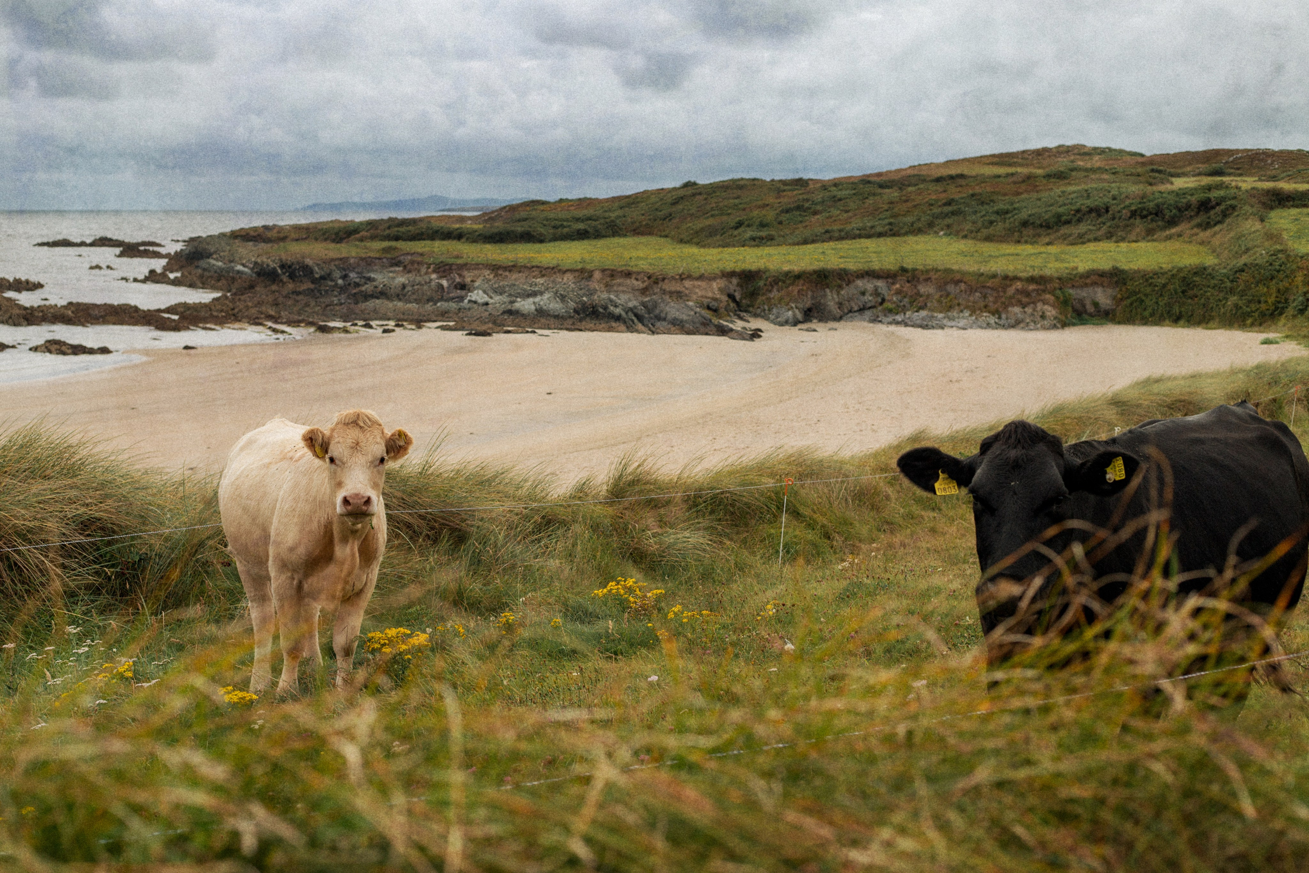 Sherkin Island. Sergey Kior