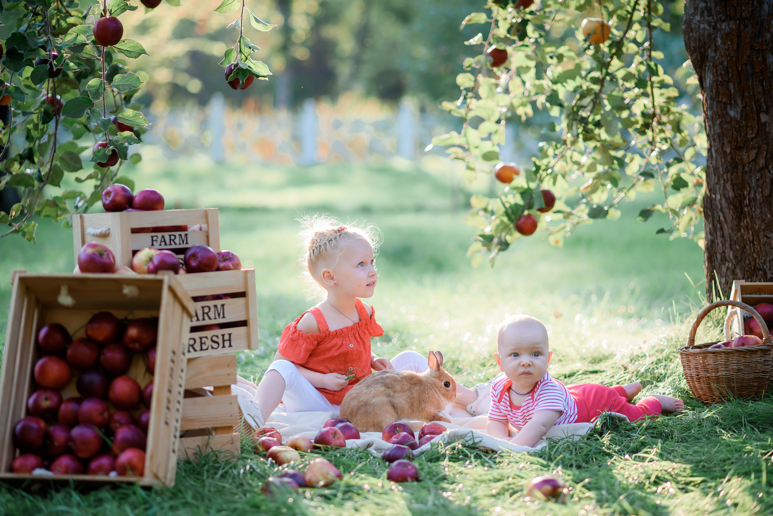 Збір врожаю (з яблоками та кавунами). Сімейний та дитячий фотограф в Києві та Ірпені Тетяна Чайка