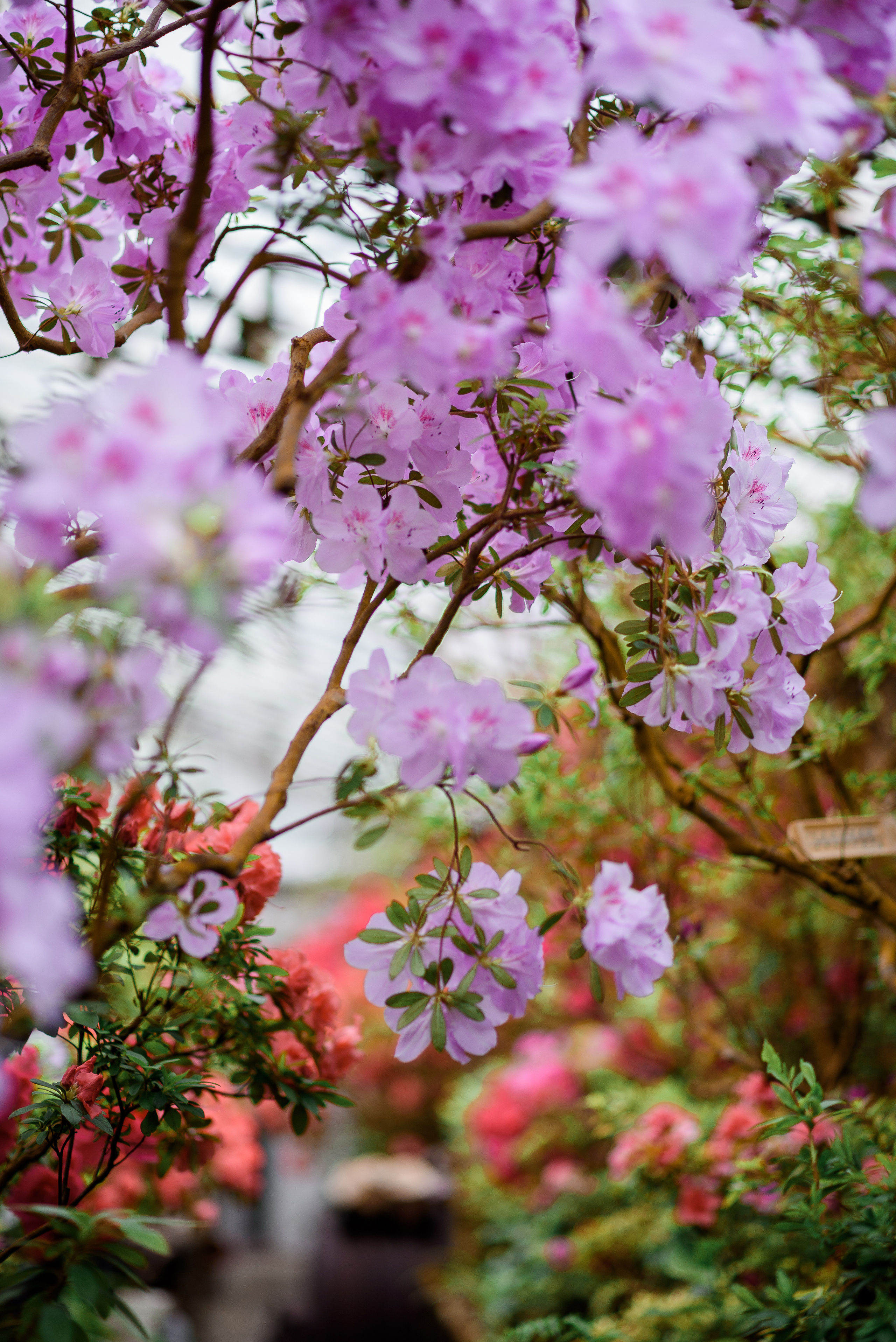 Богдана в азаліях. Сімейний та дитячий фотограф в Києві та Ірпені Тетяна Чайка