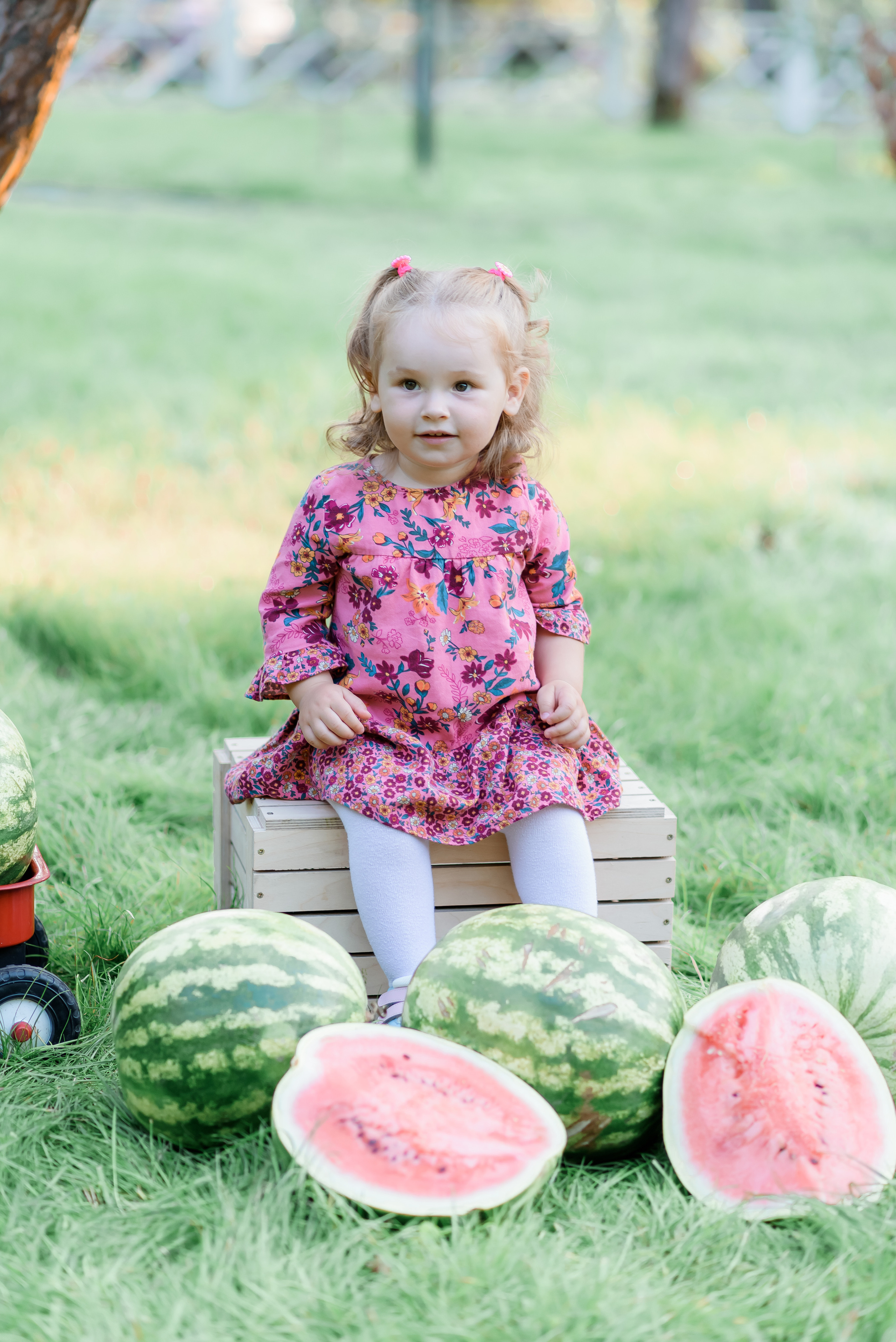 Збір врожаю (з яблоками та кавунами). Сімейний та дитячий фотограф в Києві та Ірпені Тетяна Чайка