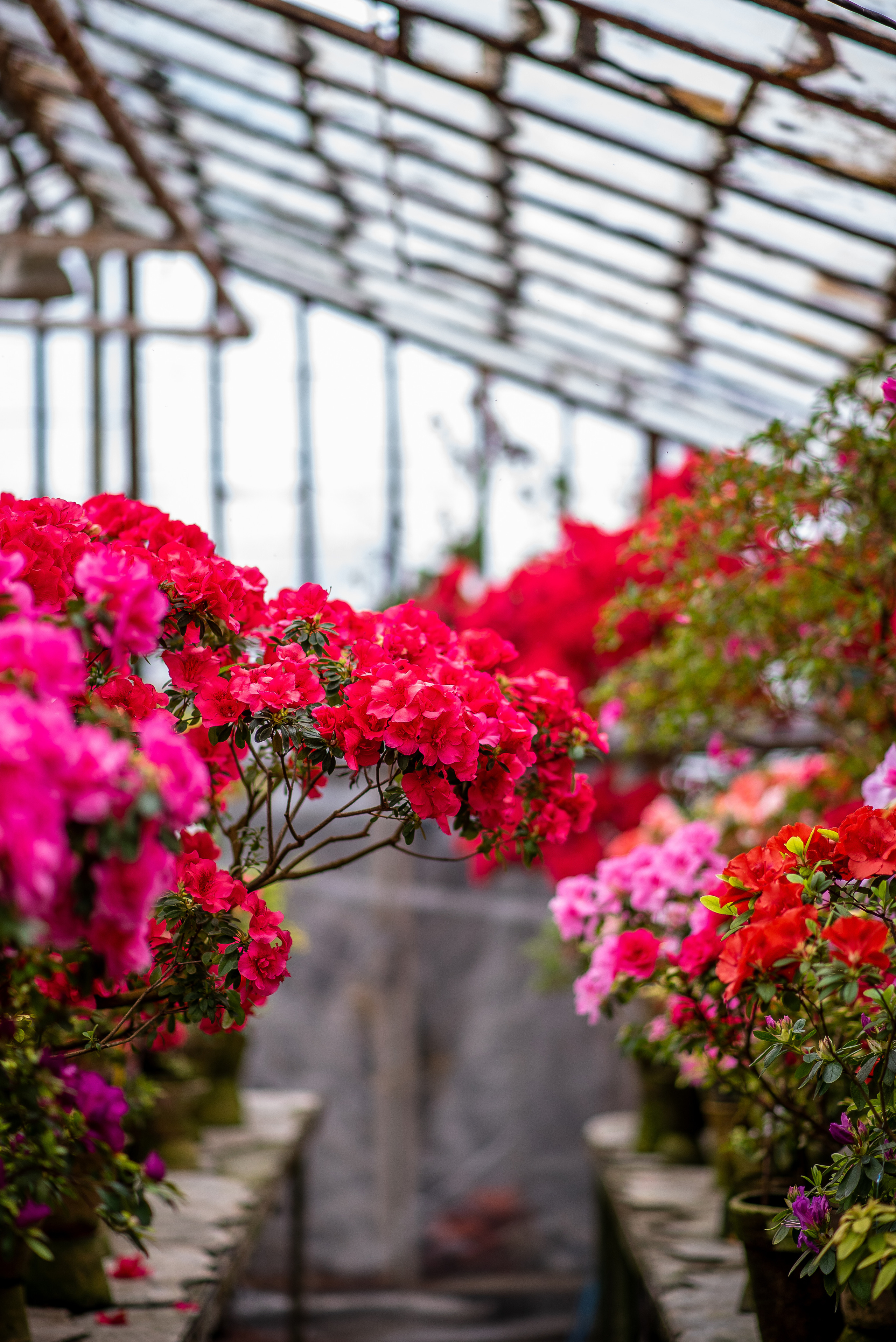 Богдана в азаліях. Сімейний та дитячий фотограф в Києві та Ірпені Тетяна Чайка