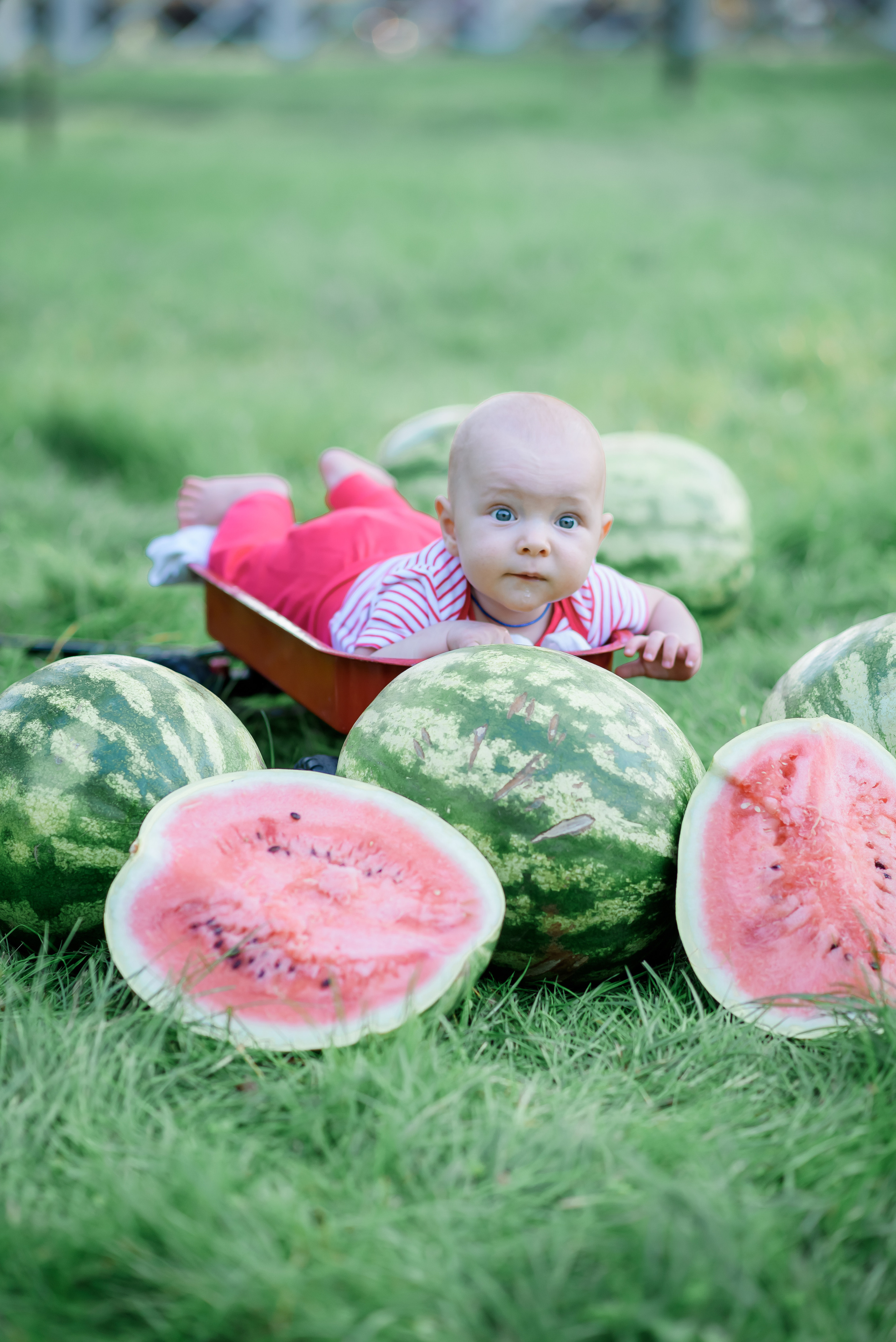 Збір врожаю (з яблоками та кавунами). Сімейний та дитячий фотограф в Києві та Ірпені Тетяна Чайка