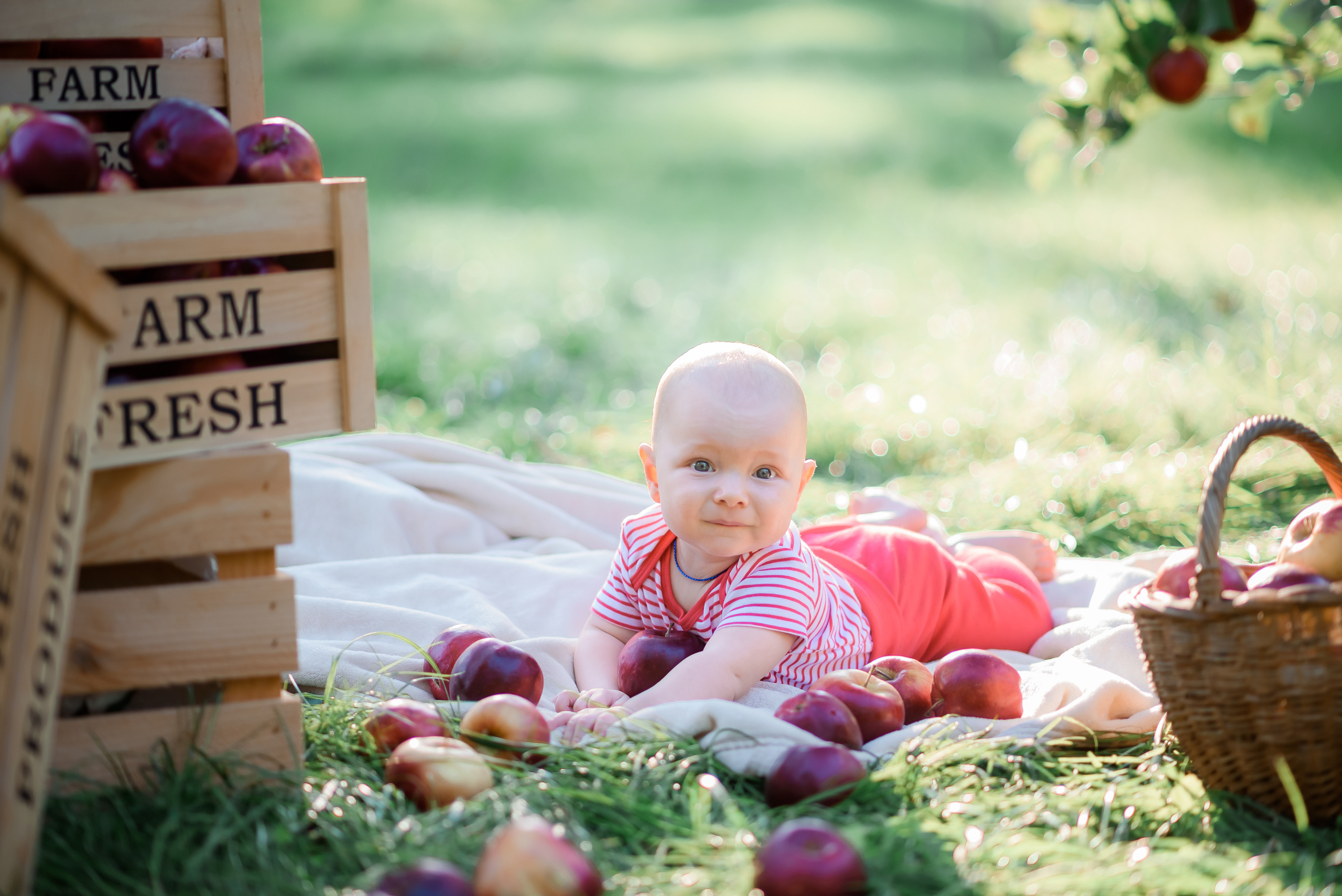 Збір врожаю (з яблоками та кавунами). Сімейний та дитячий фотограф в Києві та Ірпені Тетяна Чайка