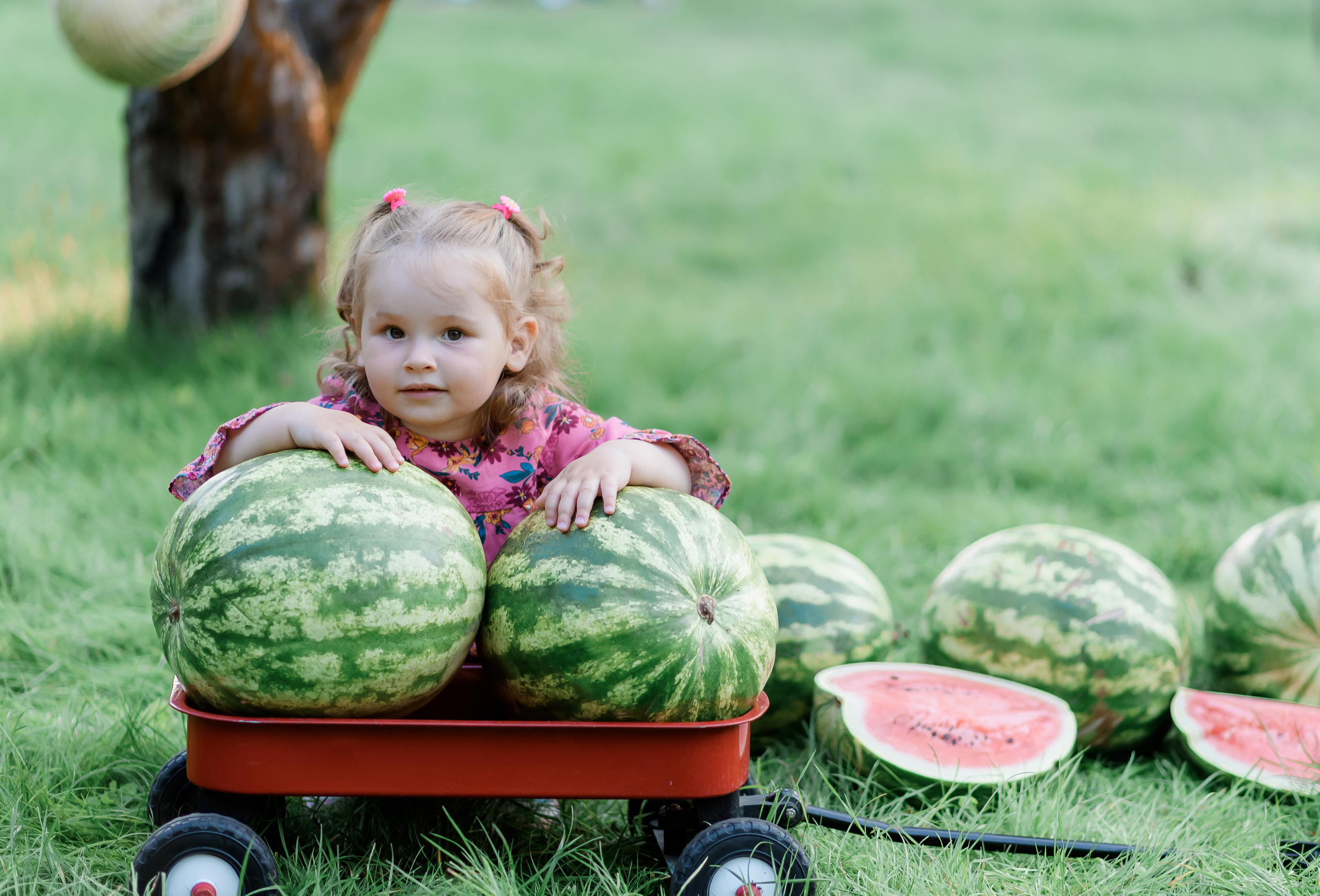 Збір врожаю (з яблоками та кавунами). Сімейний та дитячий фотограф в Києві та Ірпені Тетяна Чайка