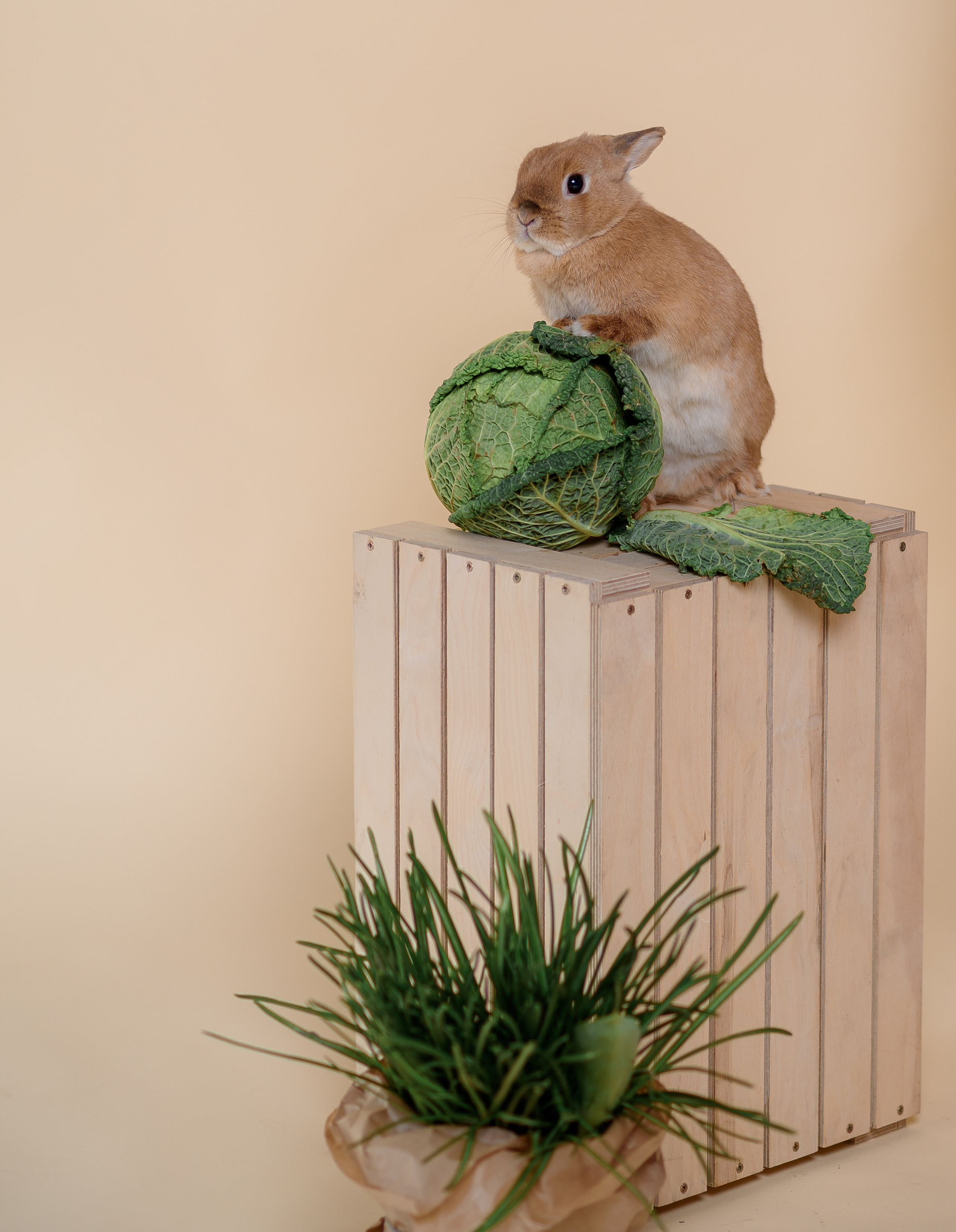 Фотопроект до Великодня 2021. Сімейний та дитячий фотограф в Києві та Ірпені Тетяна Чайка