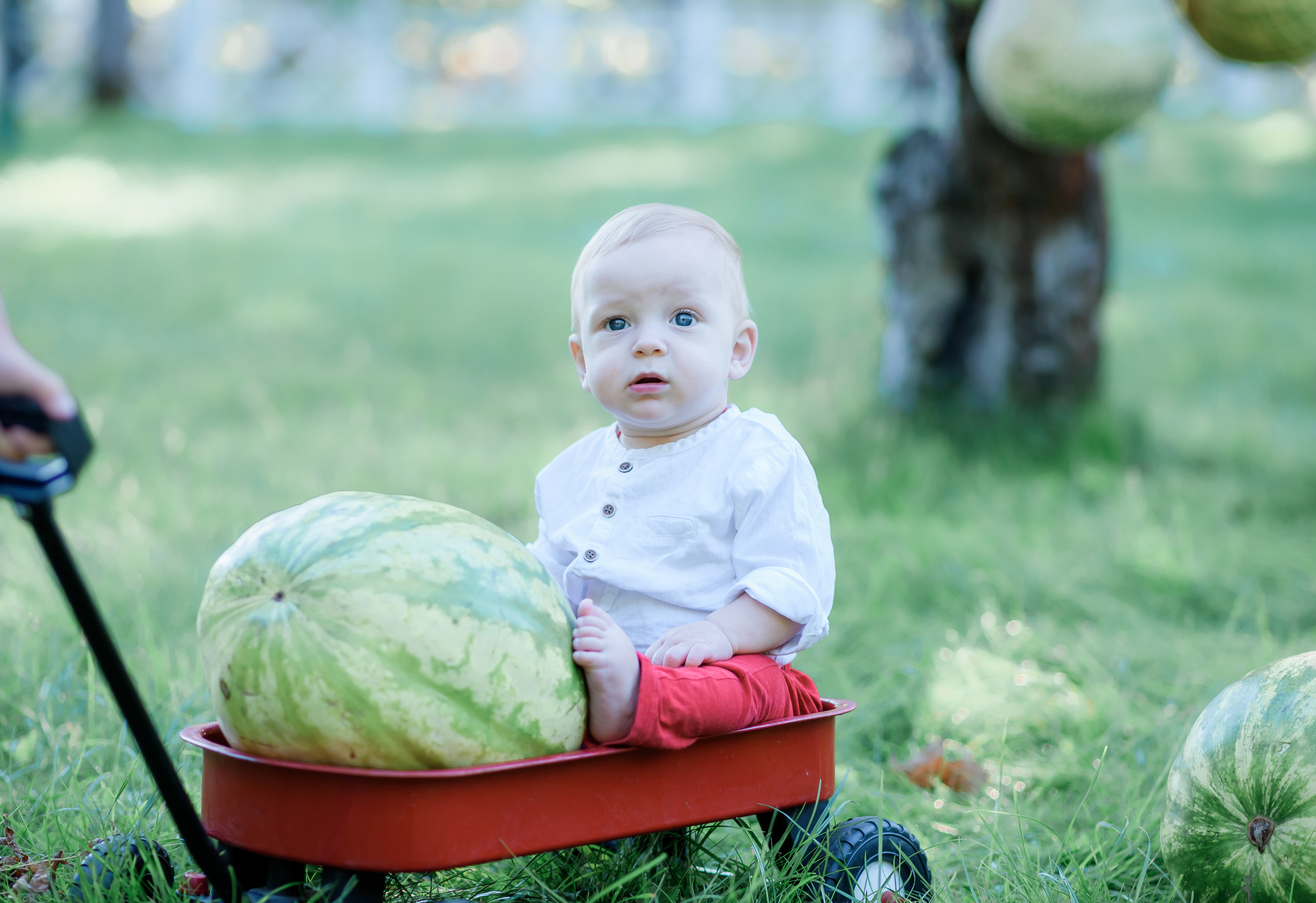 Збір врожаю (з яблоками та кавунами). Сімейний та дитячий фотограф в Києві та Ірпені Тетяна Чайка