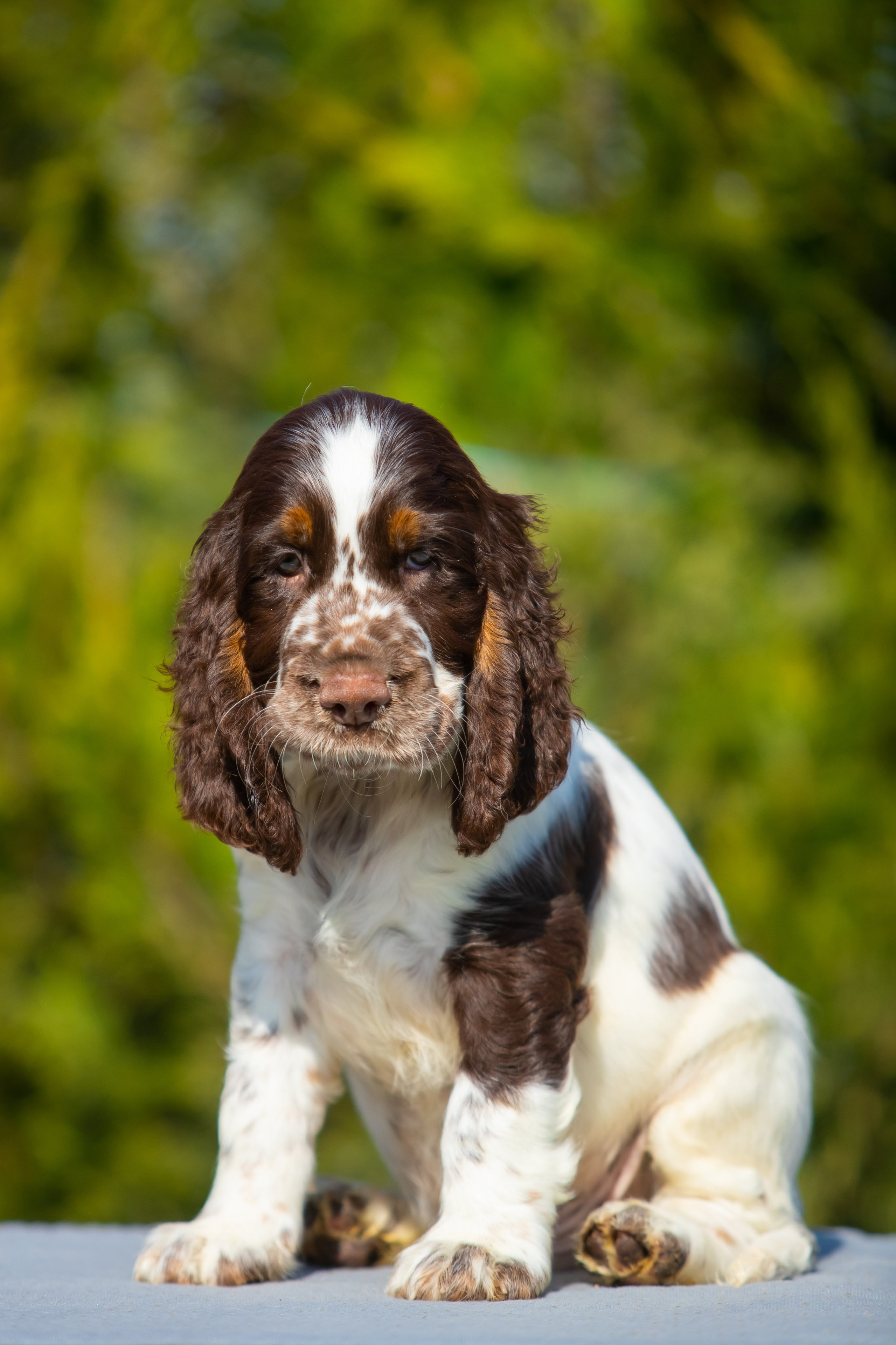 English Springer Spaniel male puppy yellow collar January 2026