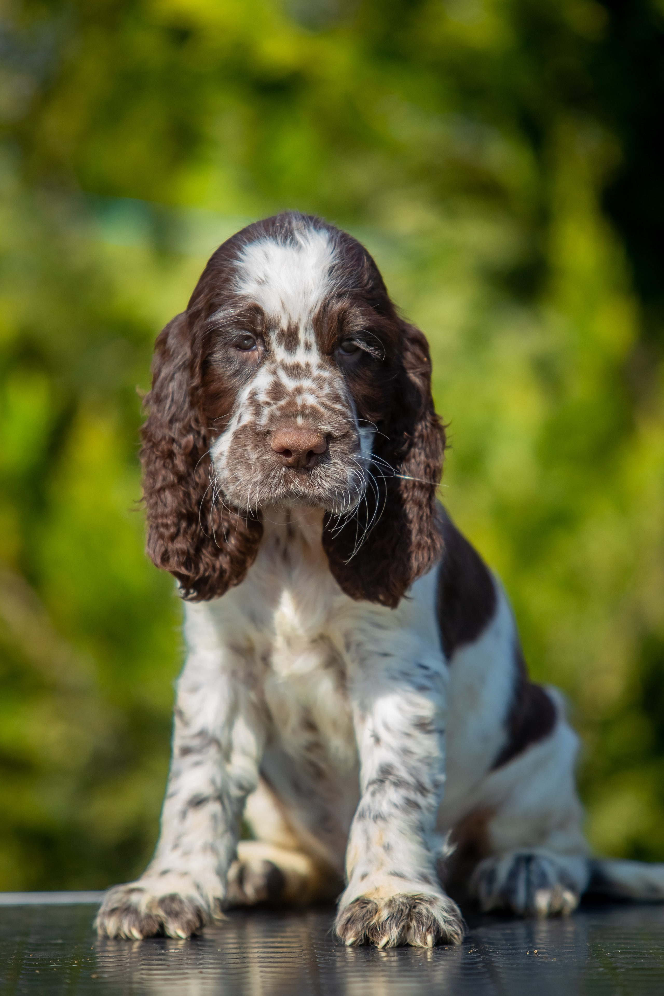English Springer Spaniel female puppy red collar January 2026