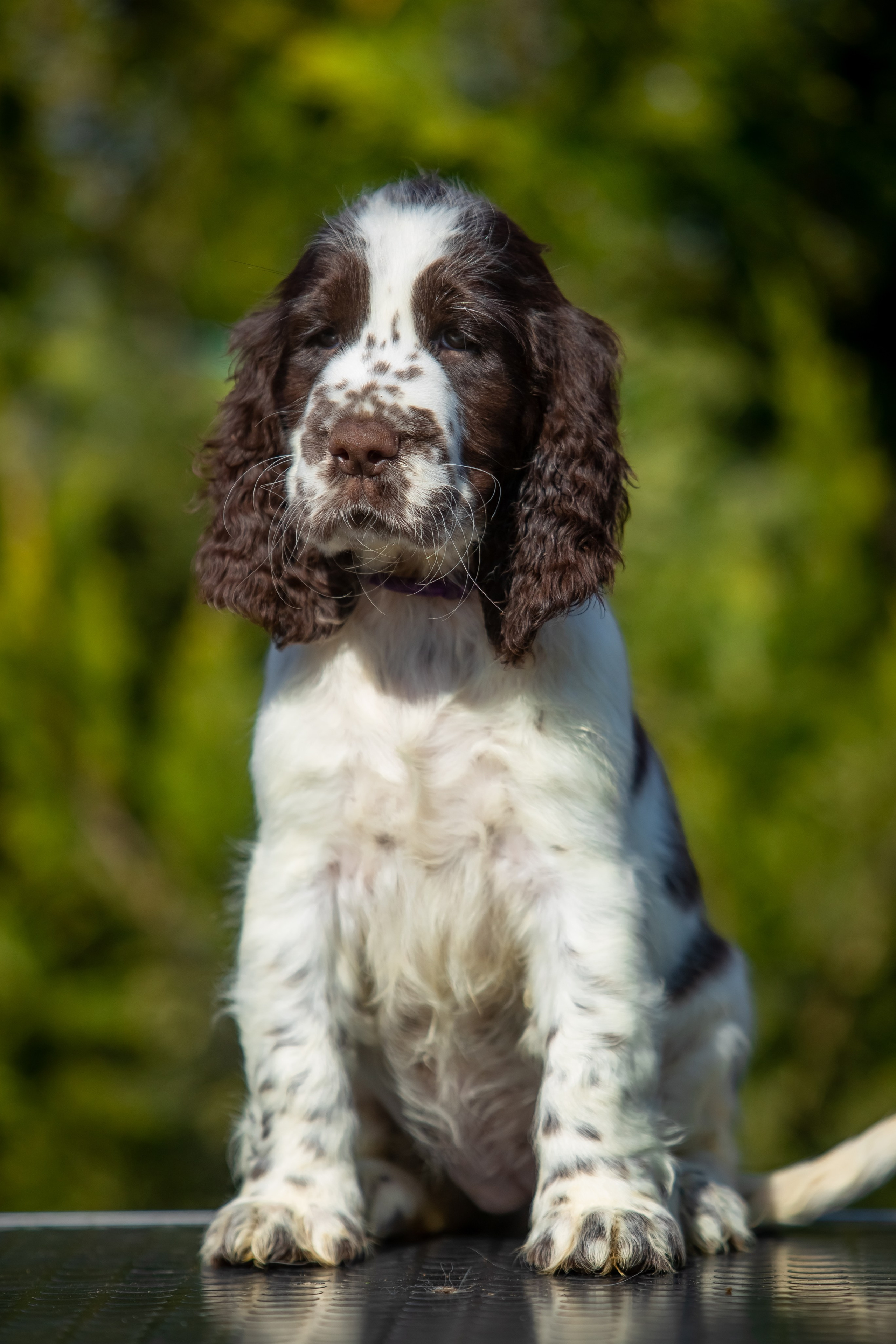 English Springer Spaniel female puppy purple collar January 2026