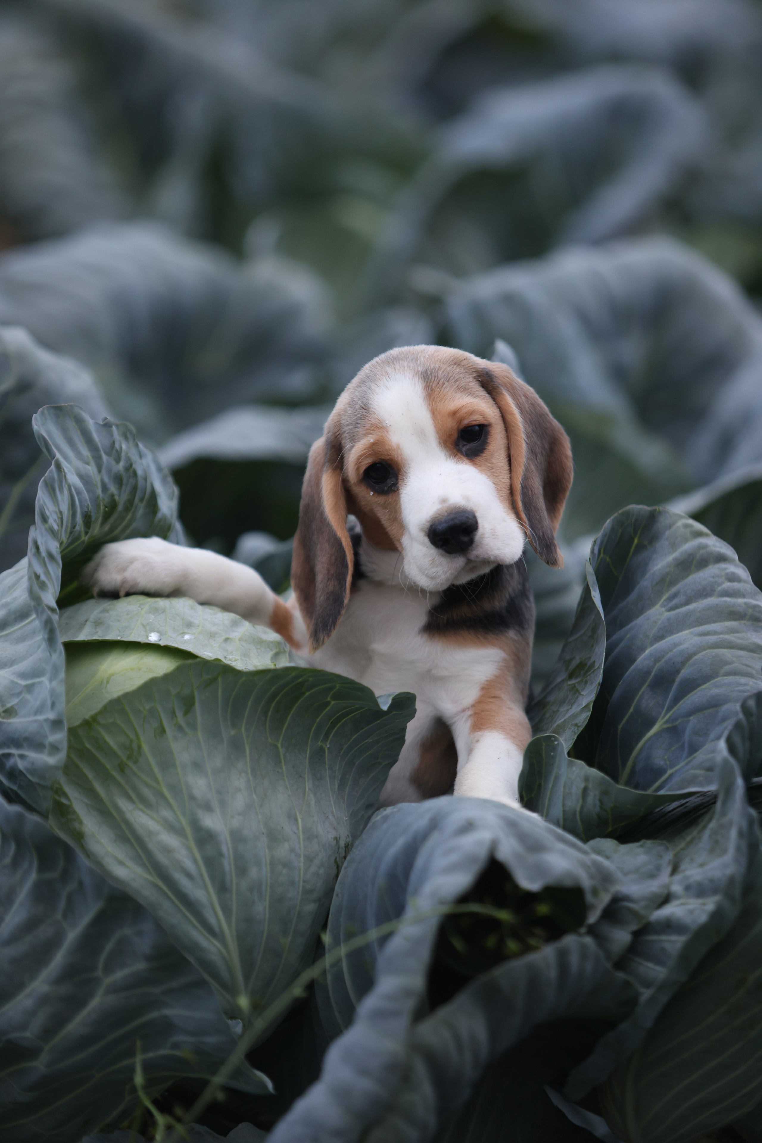 Цуценята. Розплідник біглей в Україні