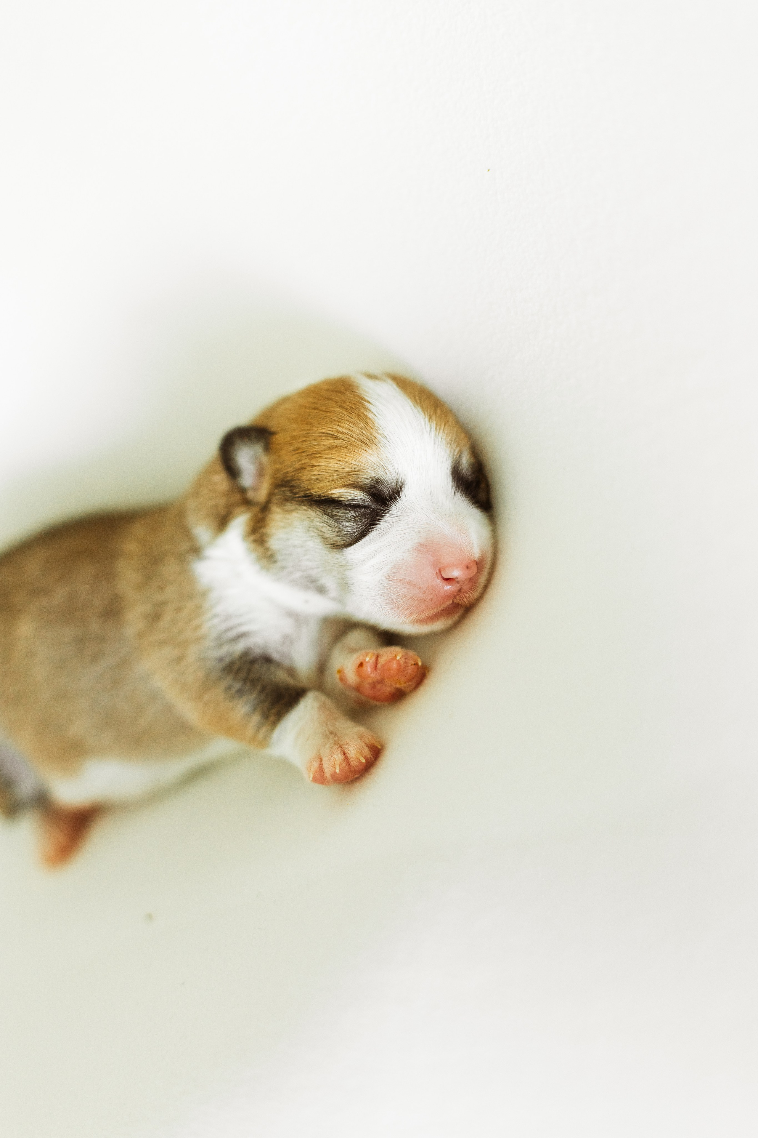 Pennut / puppies. Nordsunfower