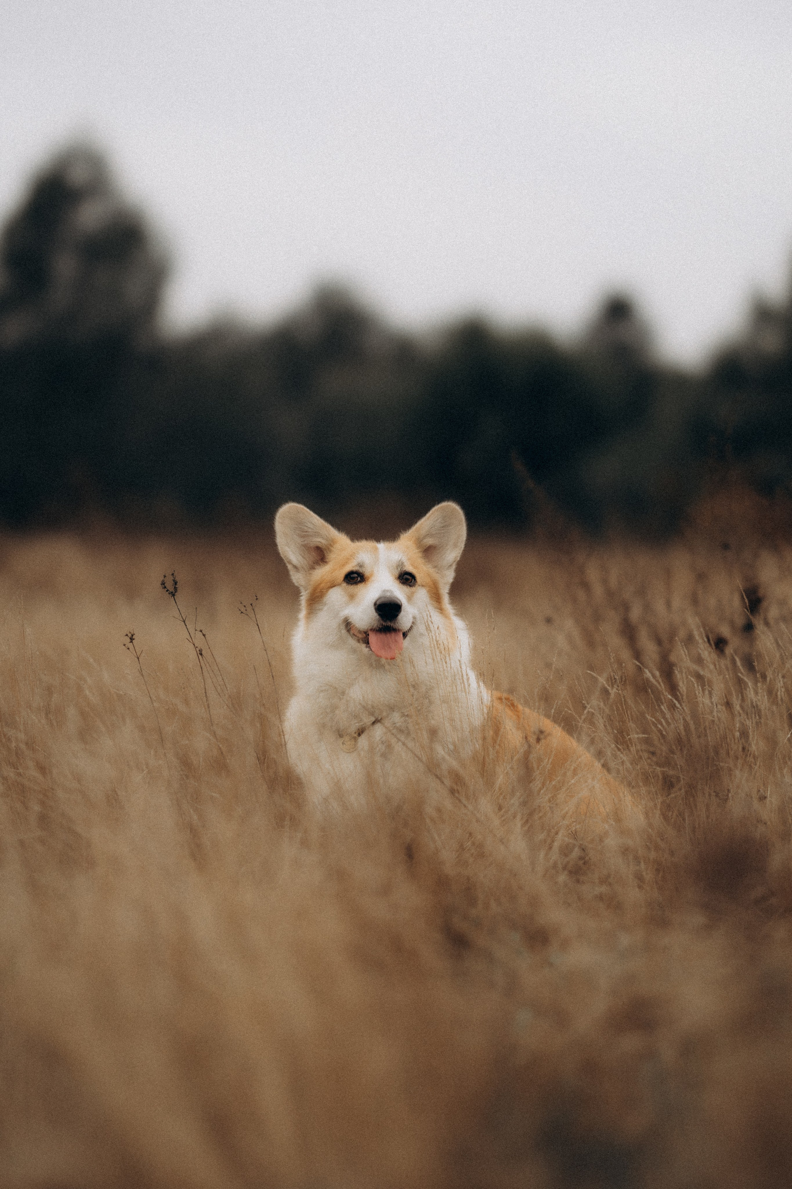 Навчання. Фотограф-анімаліст Київ