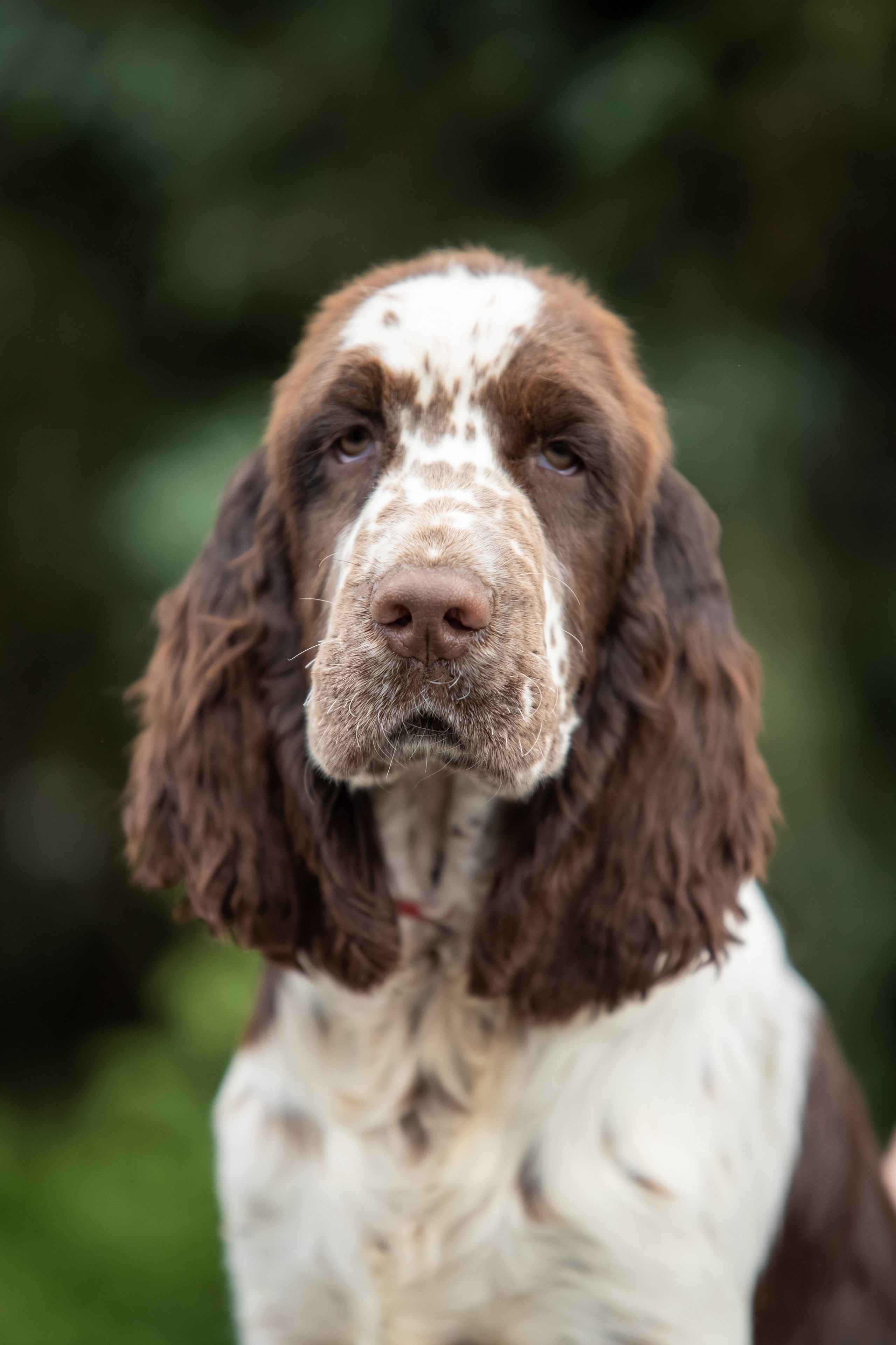 English Springer Spaniel female puppy red collar January 2026