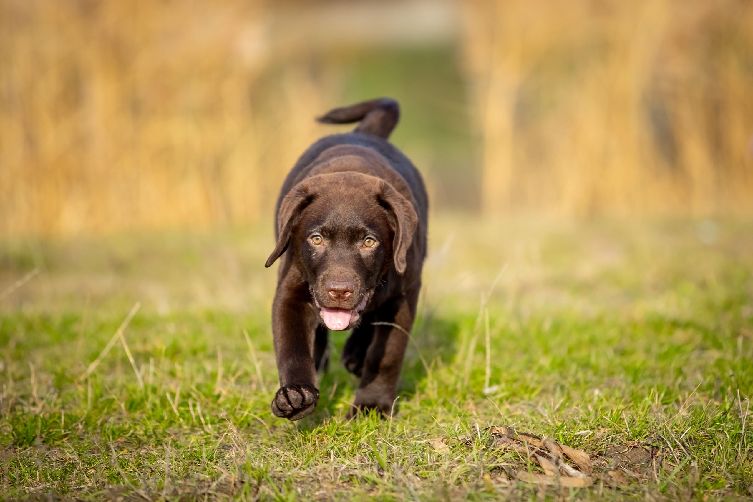 Цуценята шоколадного лабрадора. Цуценята лабрадор ретривера, Дніпро, Україна