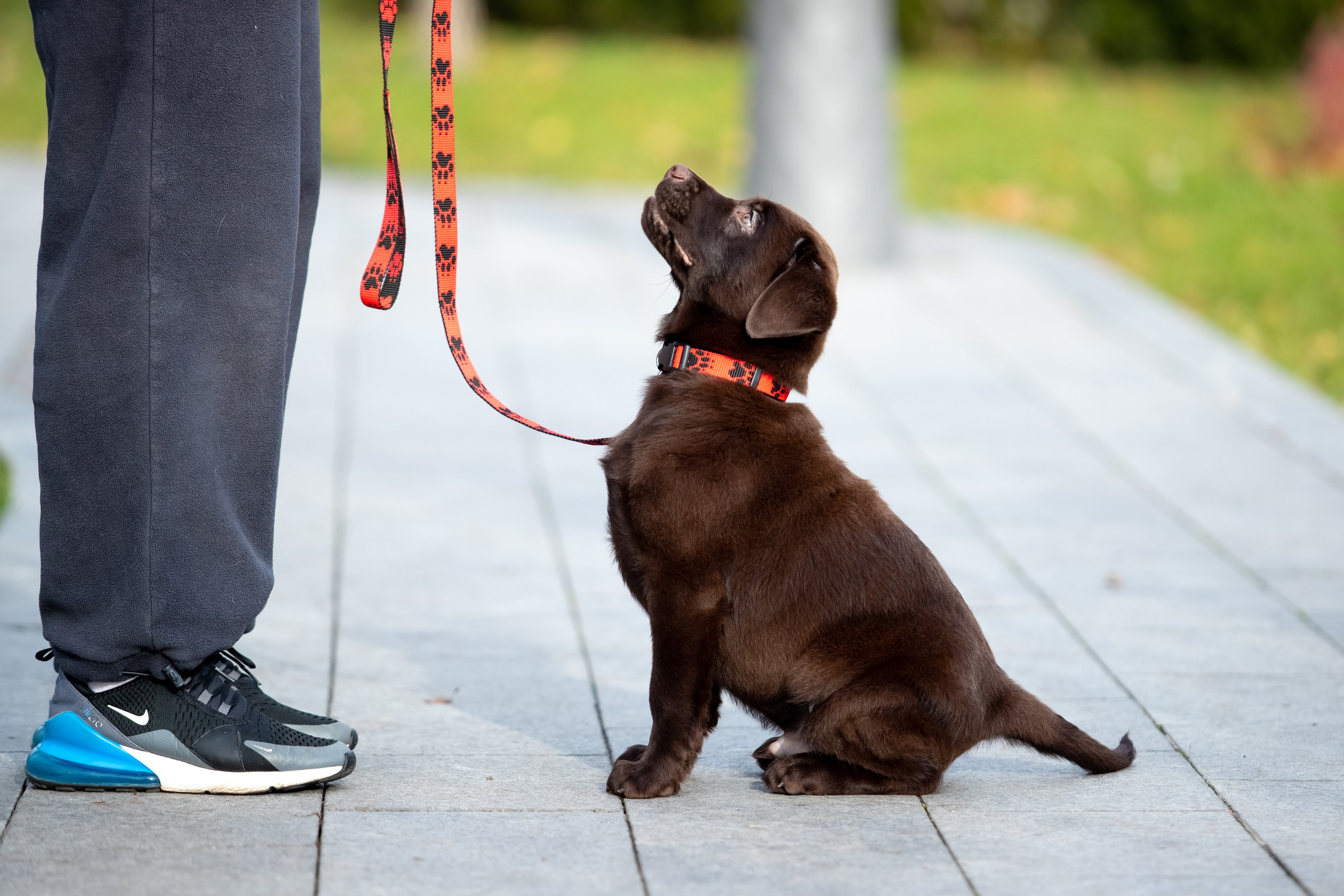 Цуценята шоколадного лабрадора. Цуценята лабрадор ретривера, Дніпро, Україна