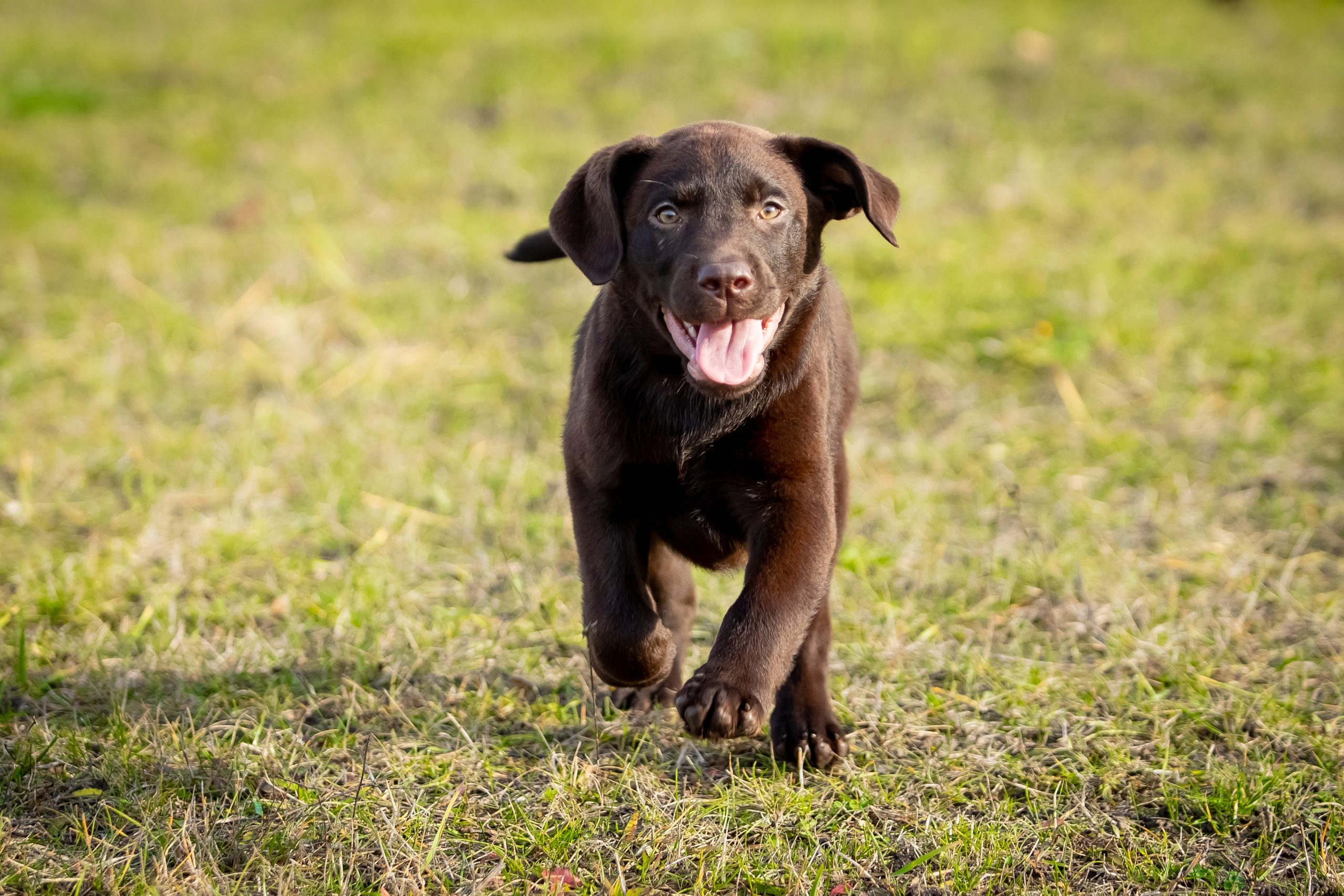 Цуценята шоколадного лабрадора. Цуценята лабрадор ретривера, Дніпро, Україна
