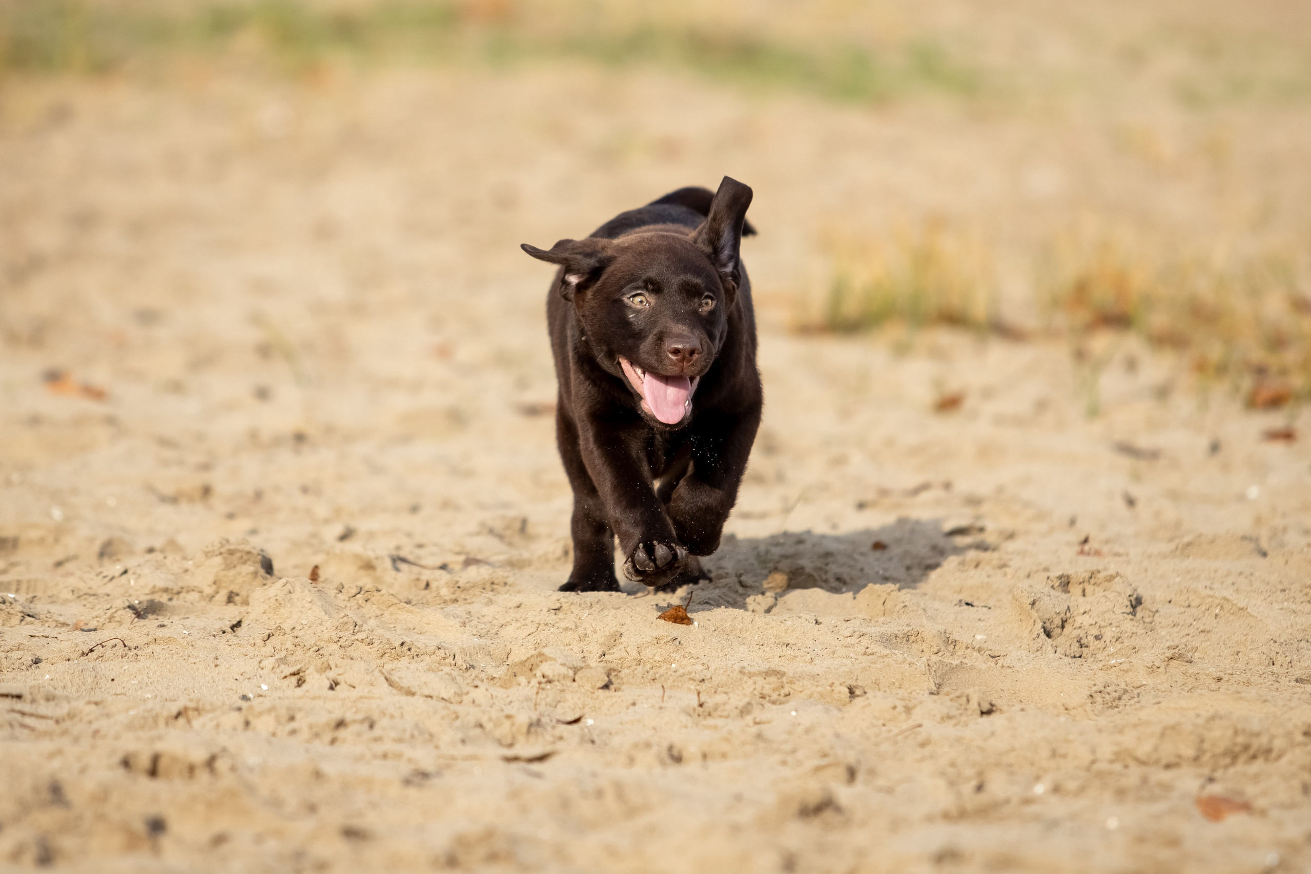 Цуценята шоколадного лабрадора. Цуценята лабрадор ретривера, Дніпро, Україна