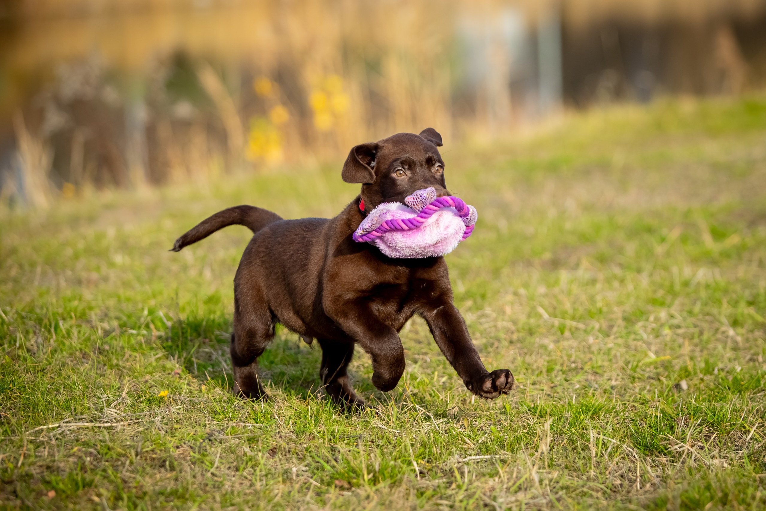 Цуценята шоколадного лабрадора. Цуценята лабрадор ретривера, Дніпро, Україна