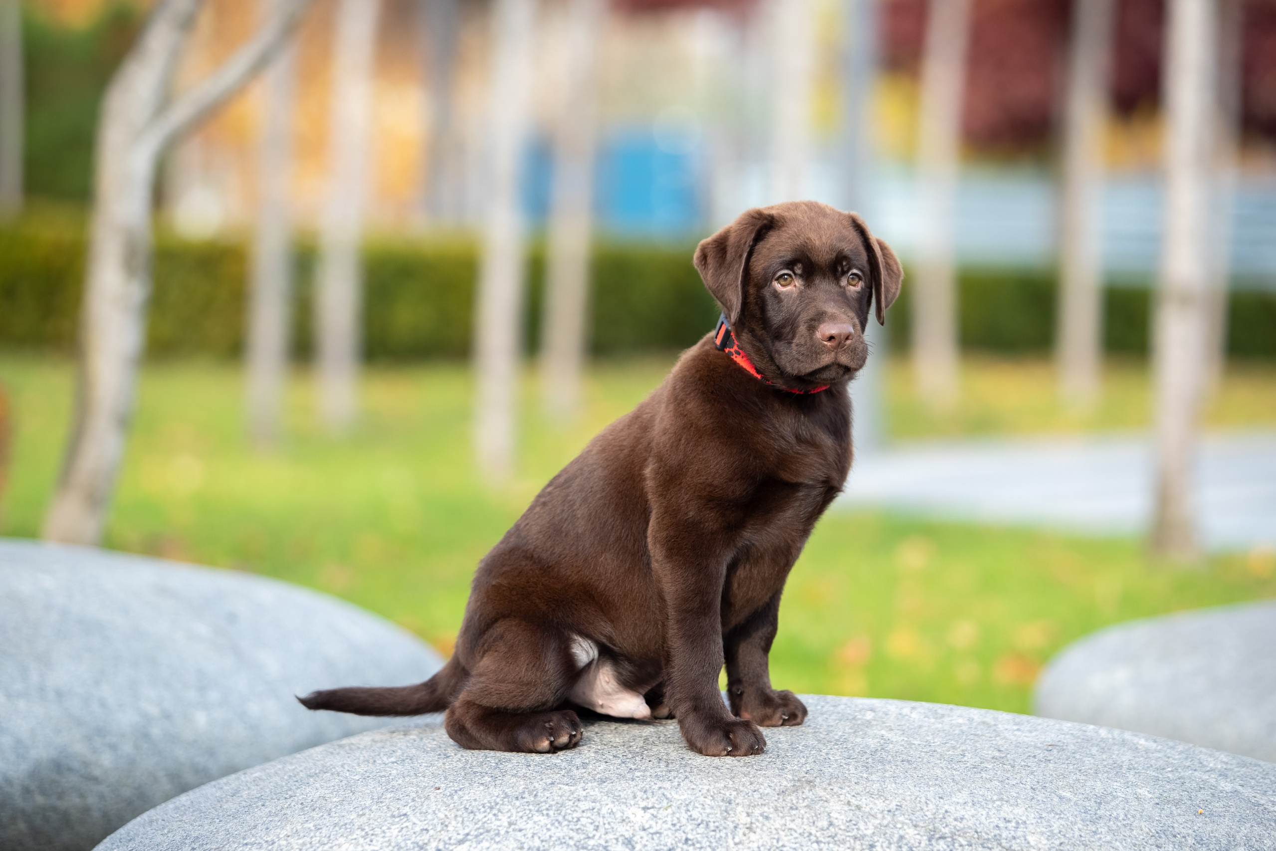 Цуценята шоколадного лабрадора. Цуценята лабрадор ретривера, Дніпро, Україна