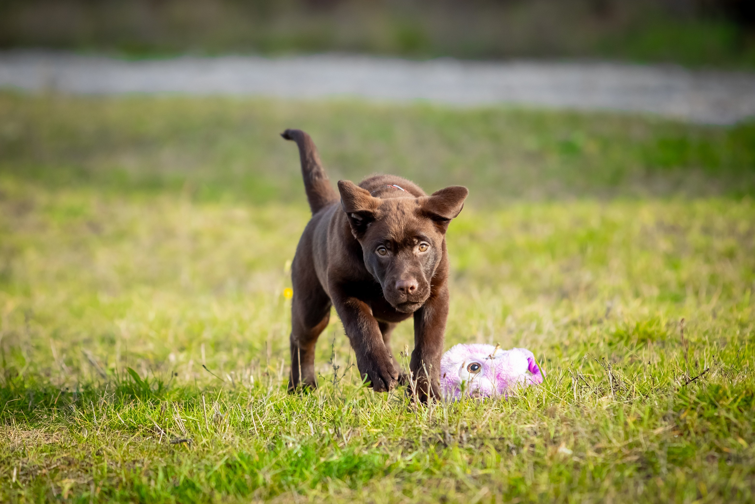 Цуценята шоколадного лабрадора. Цуценята лабрадор ретривера, Дніпро, Україна