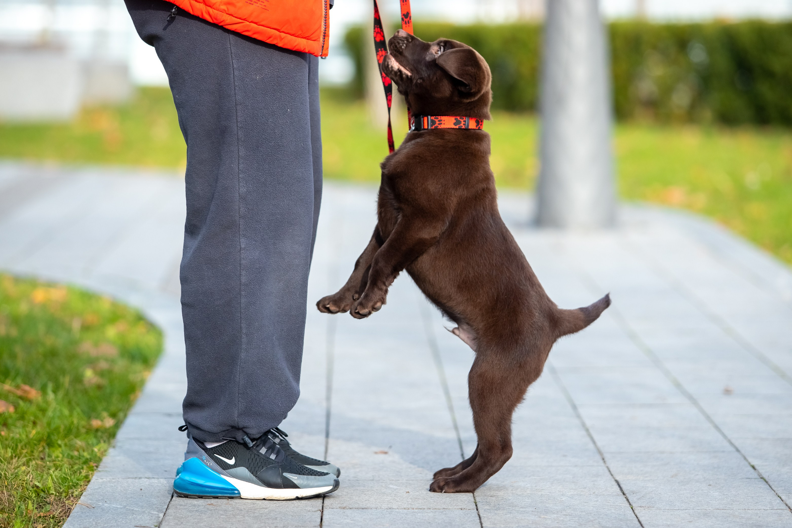 Цуценята шоколадного лабрадора. Цуценята лабрадор ретривера, Дніпро, Україна