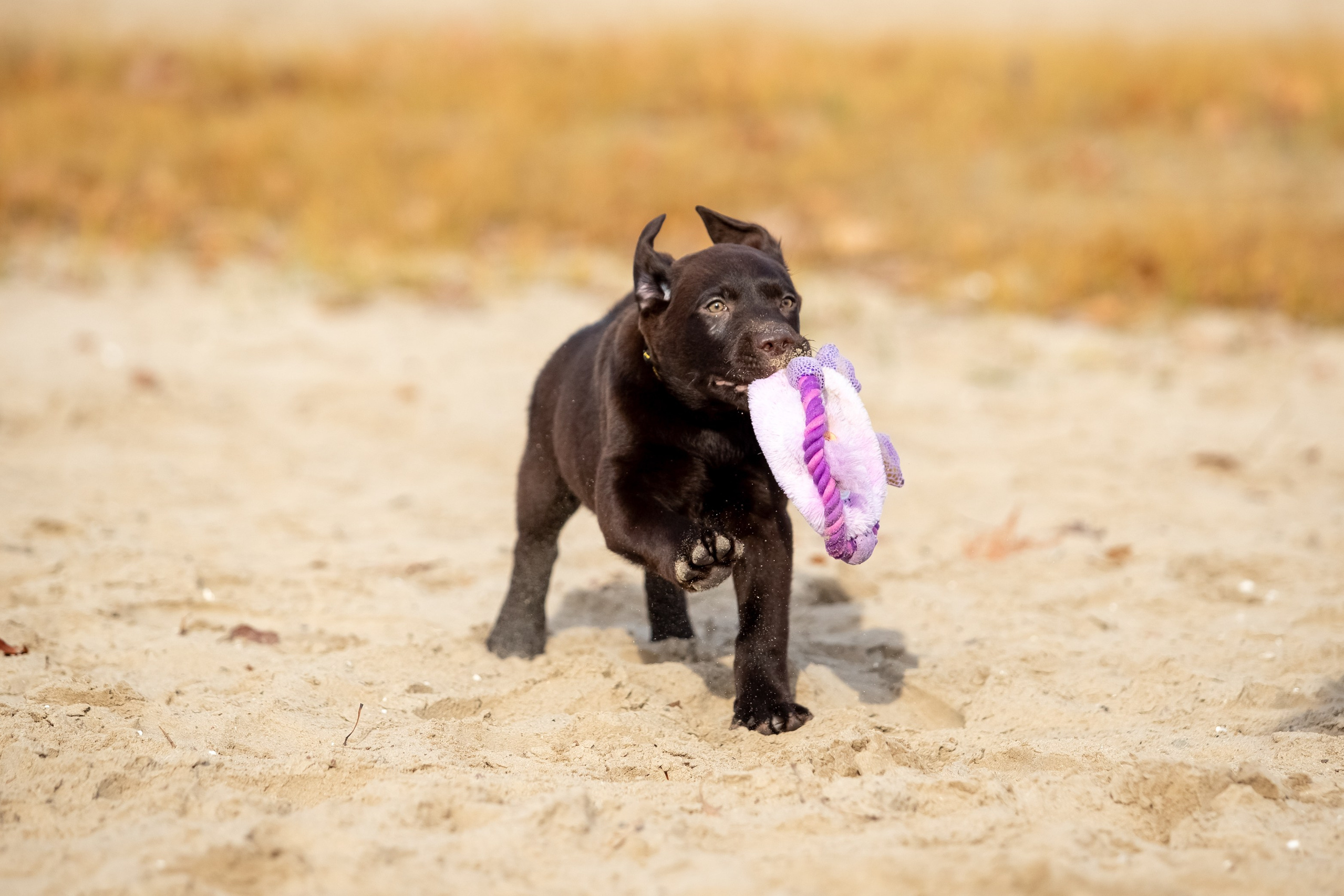 Цуценята шоколадного лабрадора. Цуценята лабрадор ретривера, Дніпро, Україна